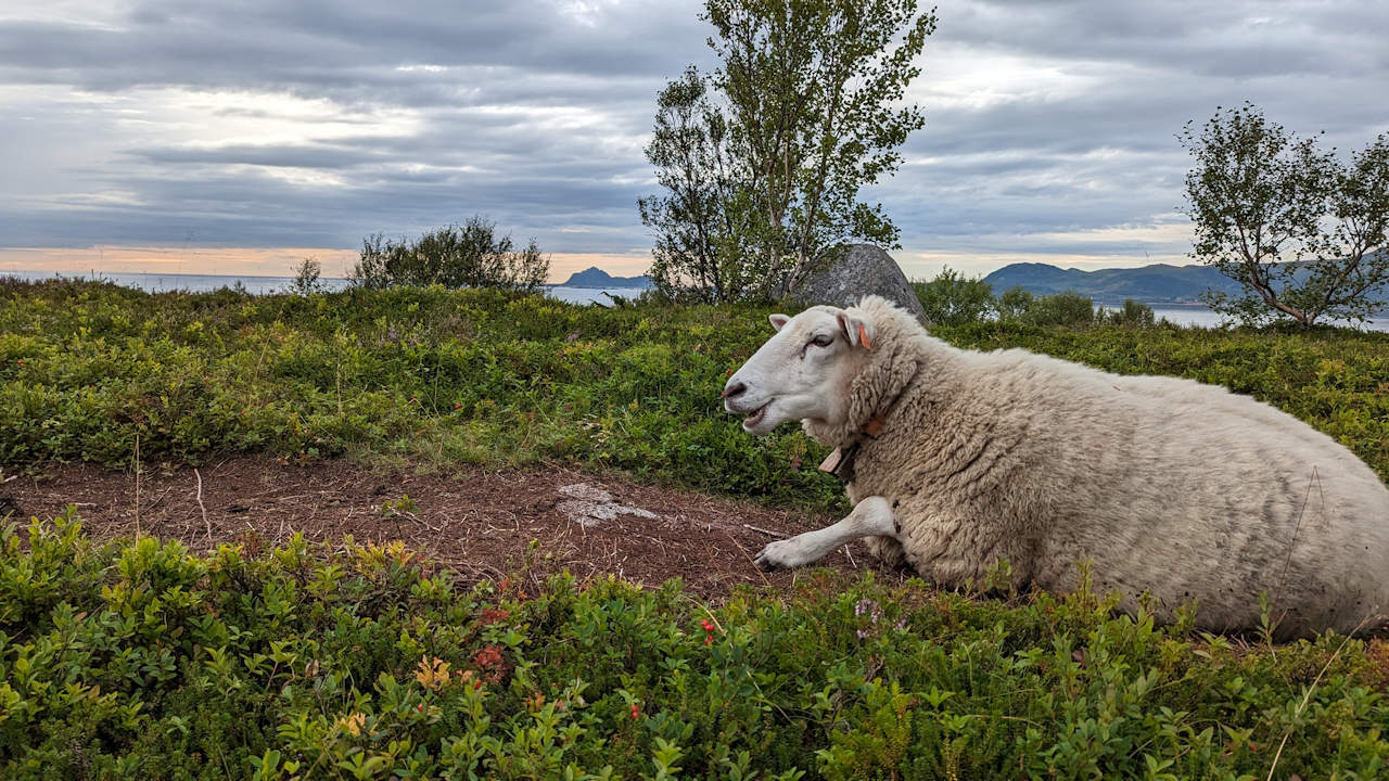 Ein ruhendes Schaf in Norwegen