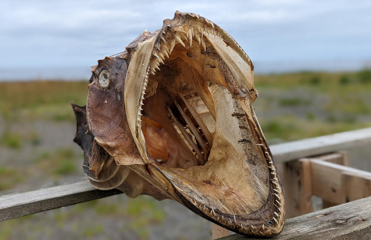 getrockneter Teufelsfisch mit aufgerissenem Maul und spitzen Zähnen