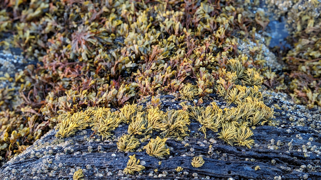 Nahaufnahme von grün gelben Algen auf einem schwarzen Stein mit Seepocken 