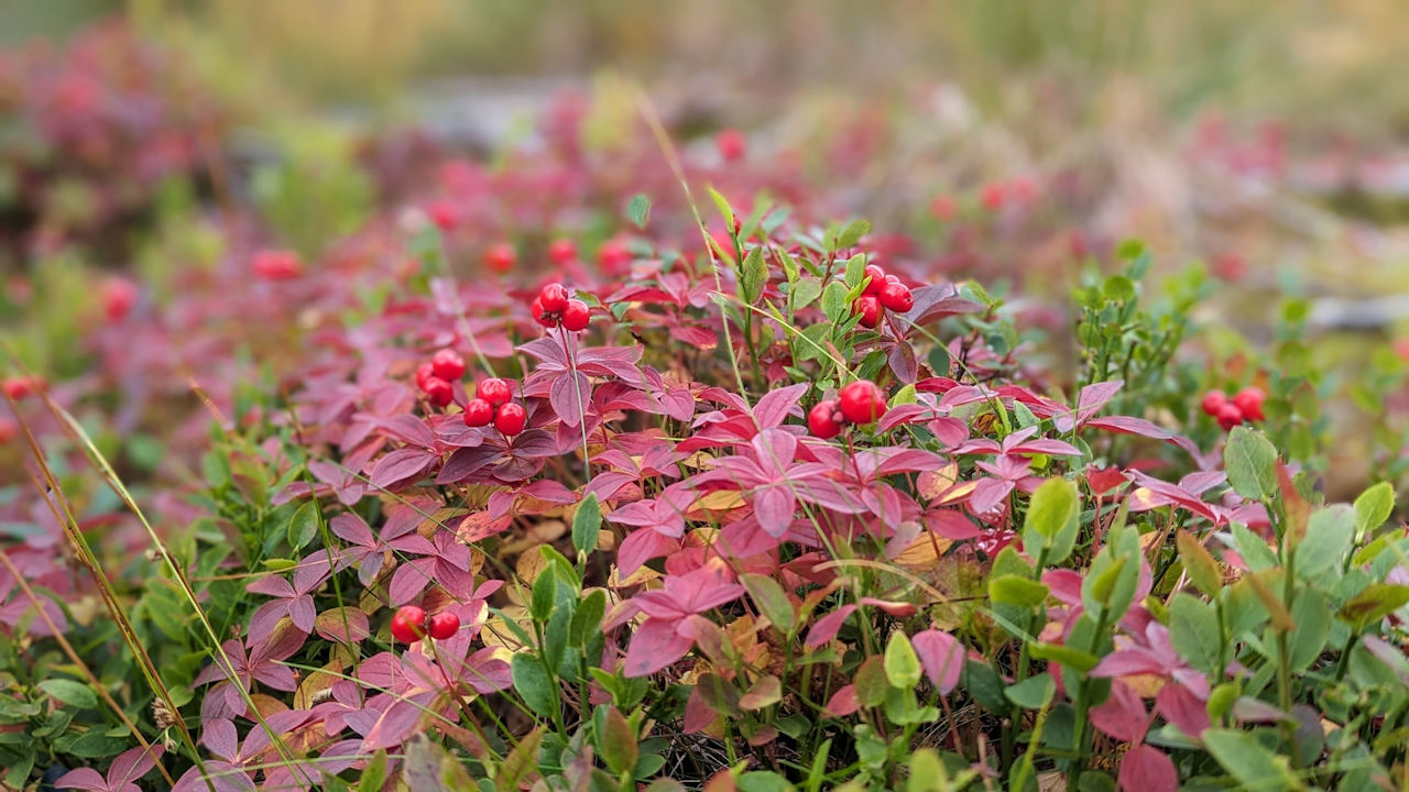 Nahaufnahme von einem Busch mit Preiselbeeren