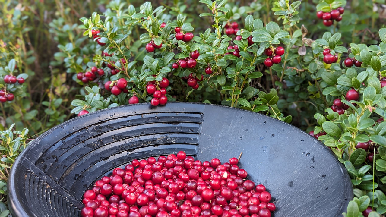 Goldwaschschüssel mit Preiselbeeren gefüllt, vor einem Busch mit Preiselbeeren fotografiert. 