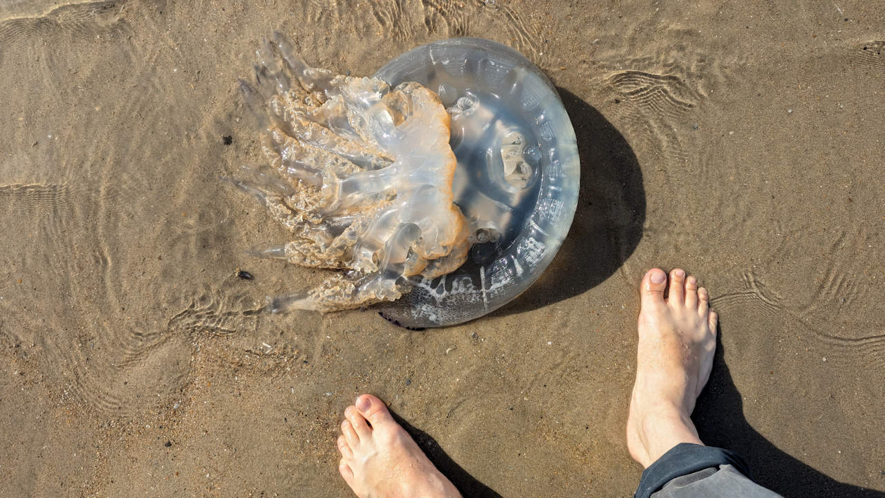 Nesselquelle mit 60 cm Durchmesser am Strand neben zwei nackten Füssen
