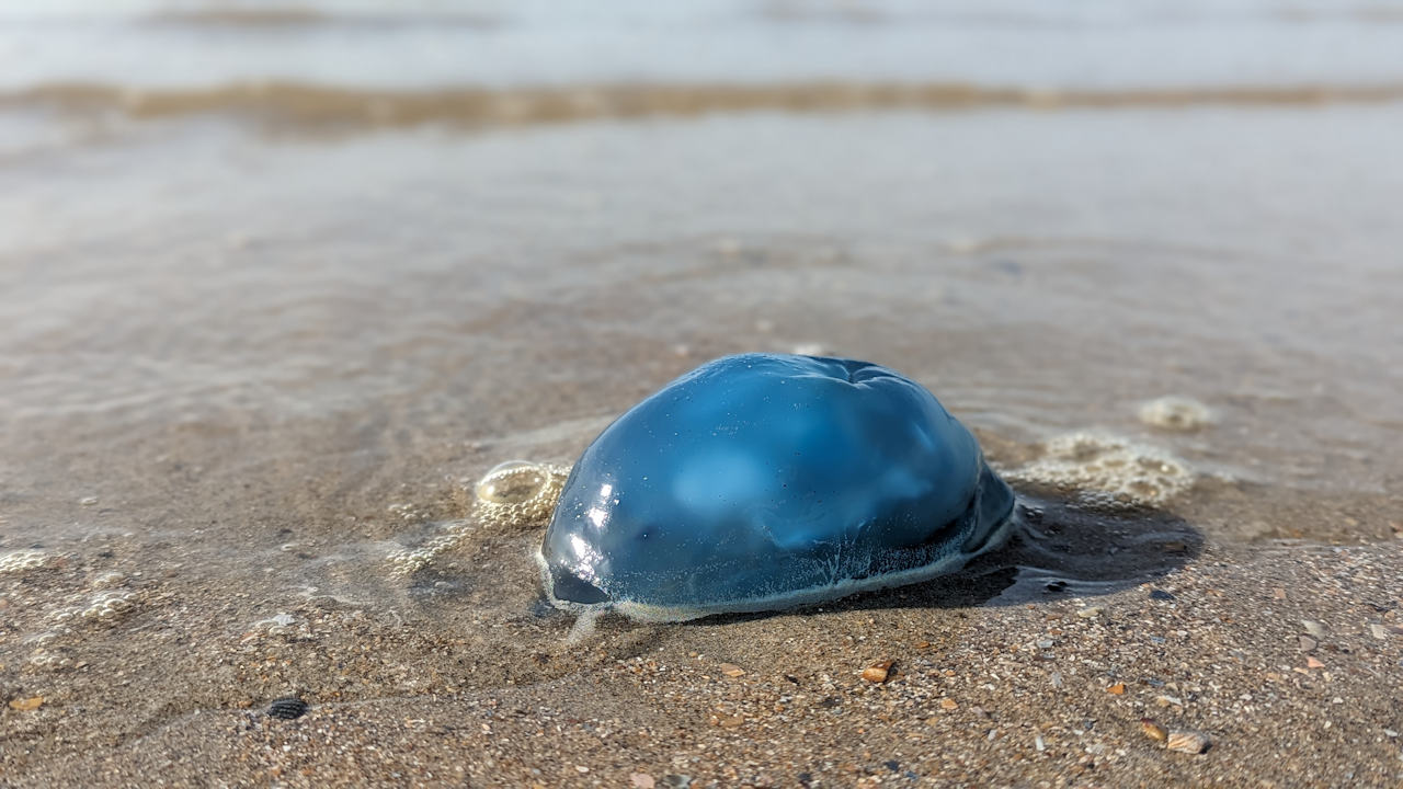 Angeschwemmte blaue Nesselqualle am Strand