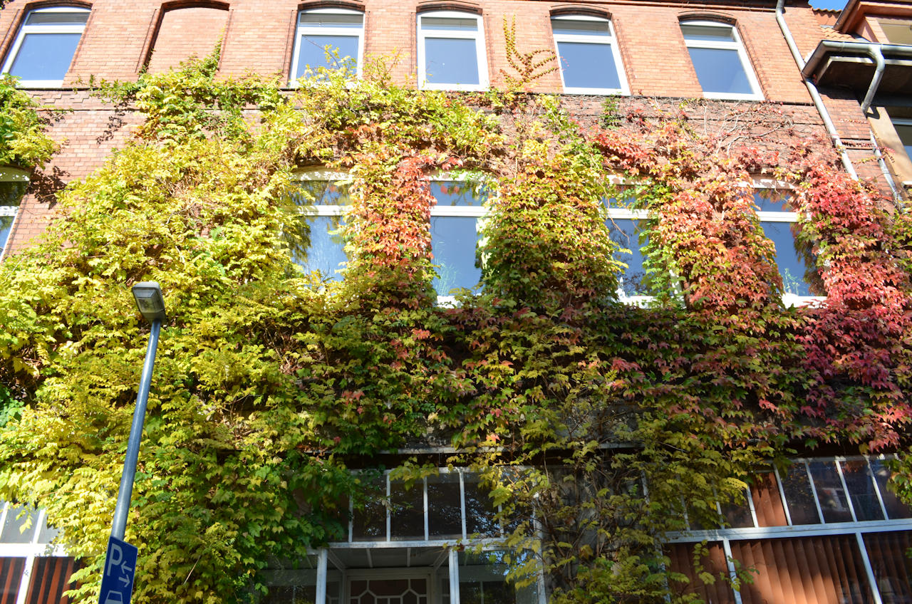 Efeu bewachsene Fassade in der Kapellenstrasse 14 Hannover Kleefeld