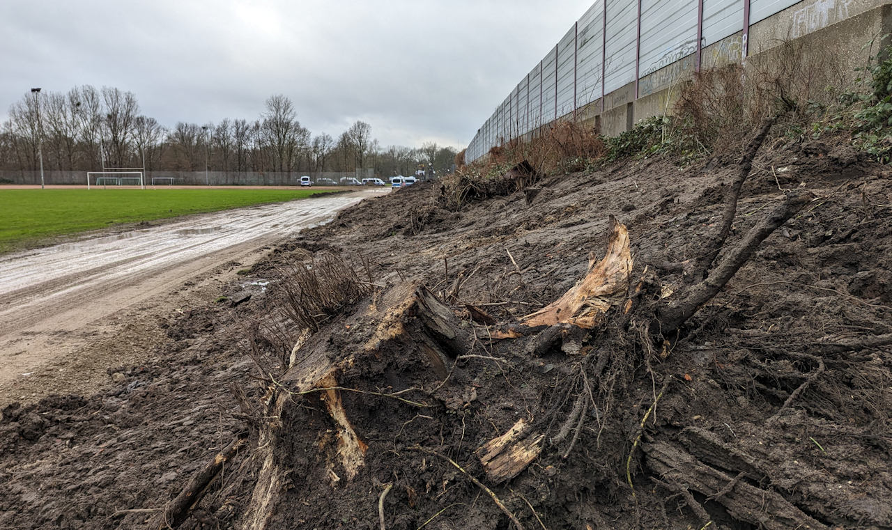 Gefällte Bäume in Hannover Südschnellweg