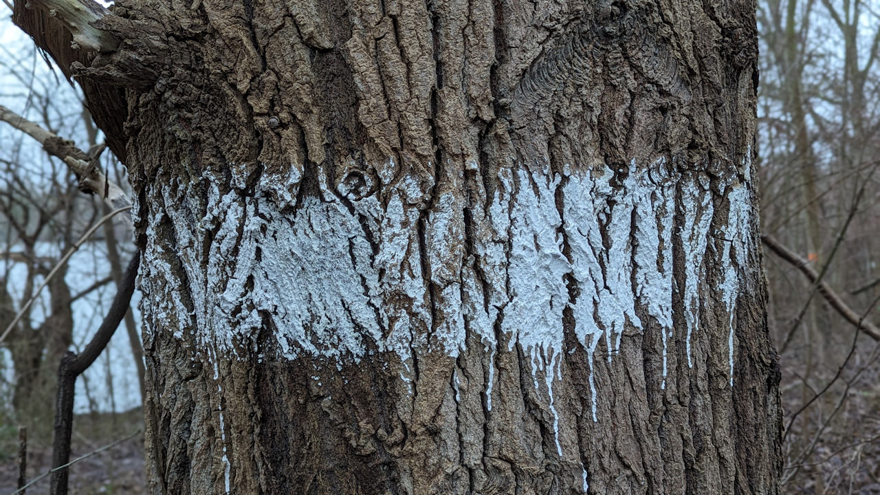 Detailaufnahme von einem Baum mit weisser Farbe