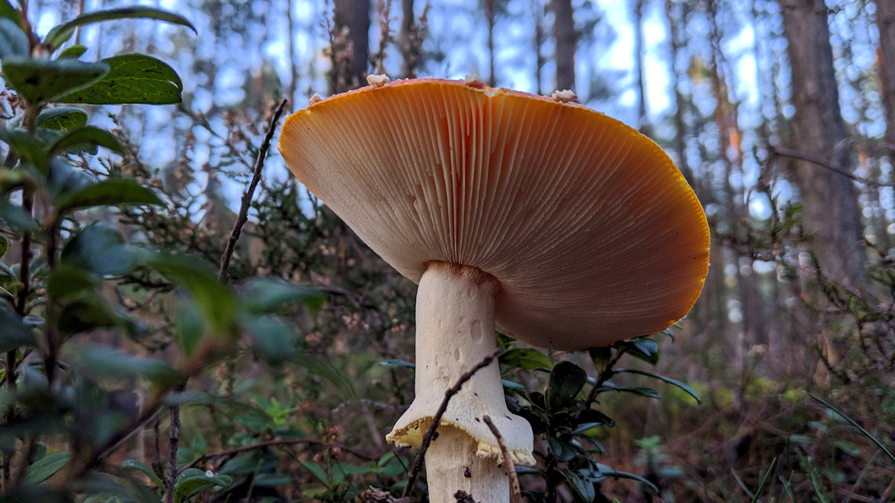 Pilz der in der Sonne leuchtet von unten fotografiert