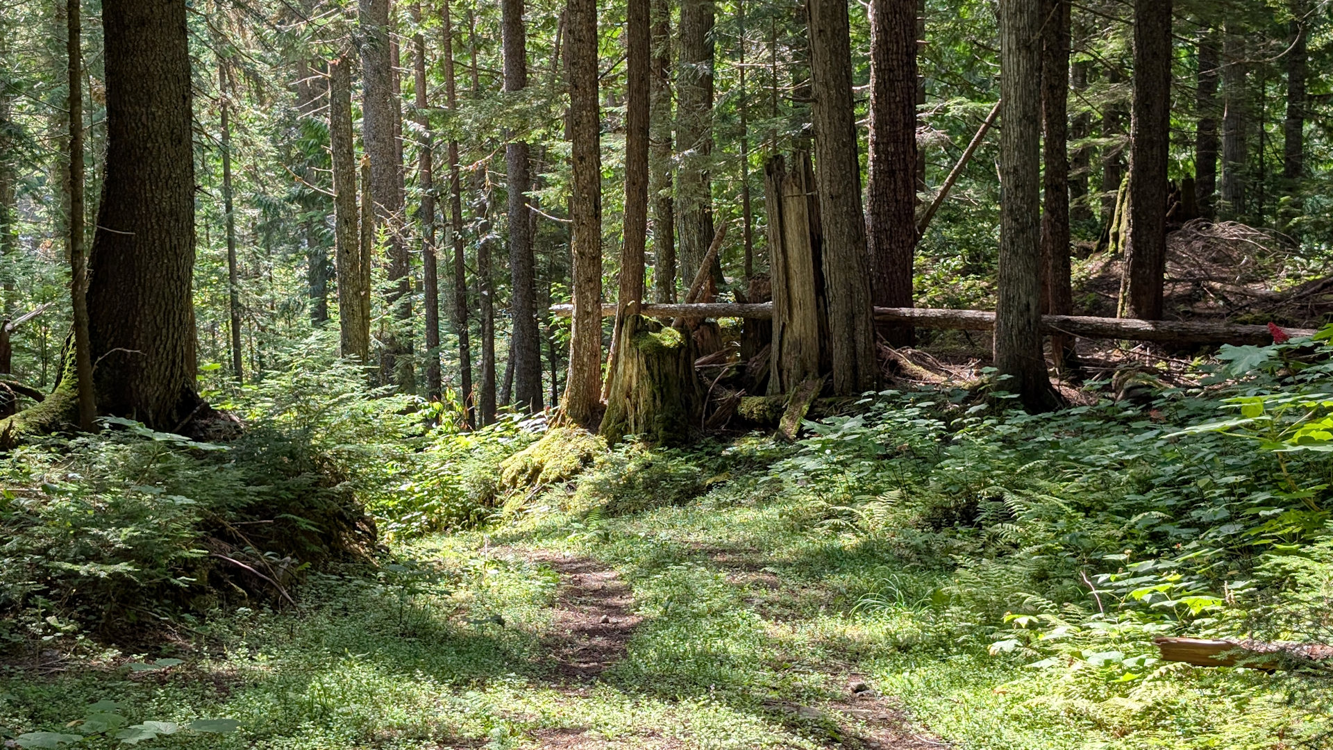 Waldweg zwischen sonnenbeschienenen Bäumen 