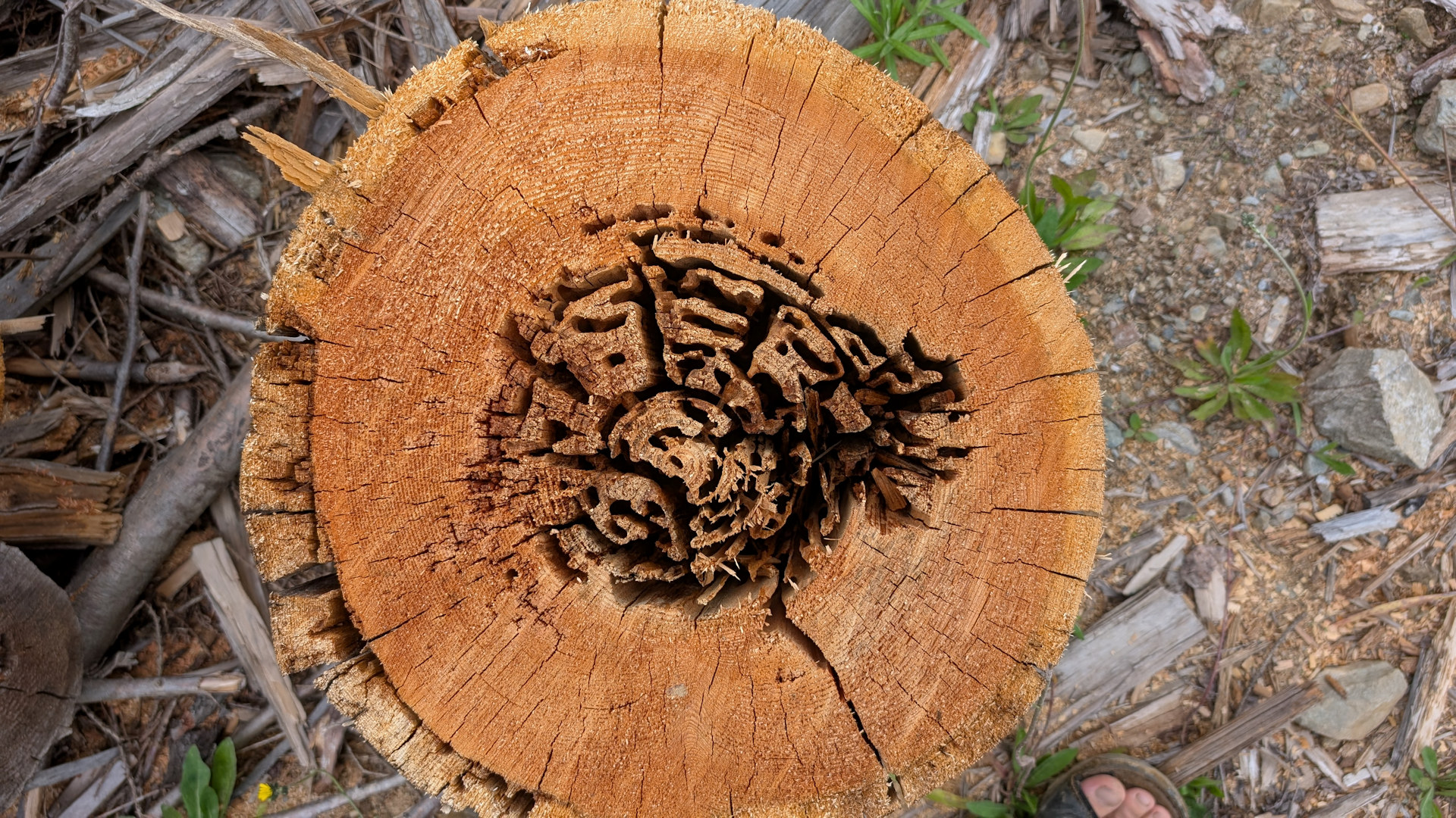 Brauner Baumstumpf in dem Insekten ein rundes Labyrinth genagt haben