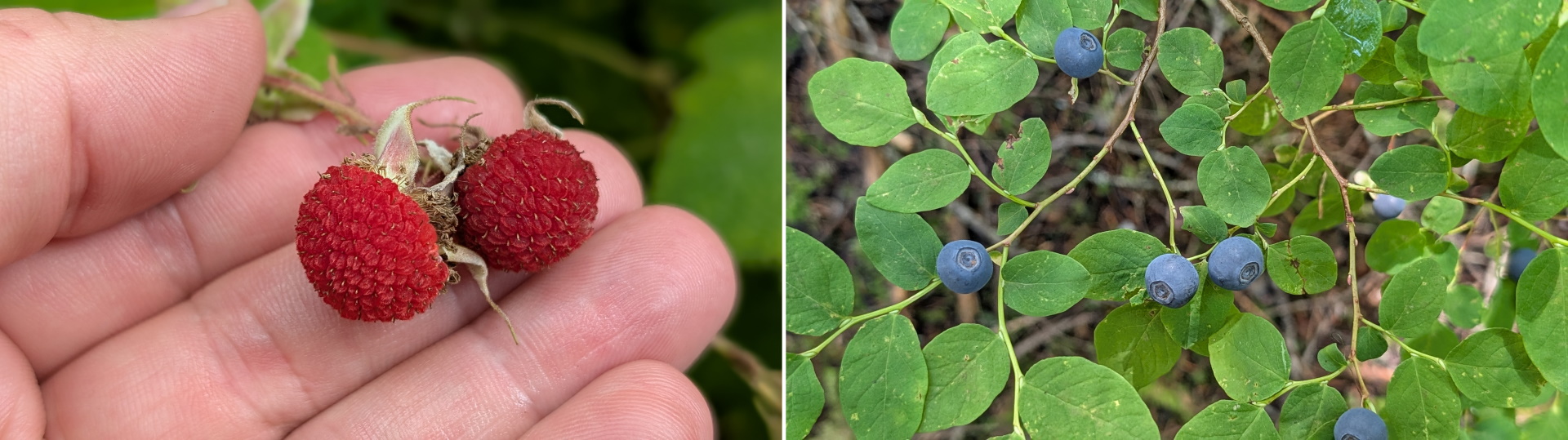 Wilde Himbeeren und Blaubeeren 