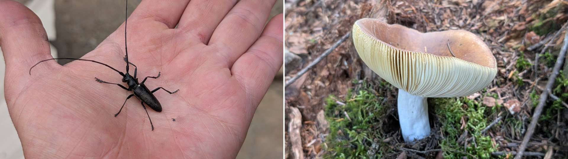 Schwarzer White Spotted Sawyer Käfer und Täubling Pilz