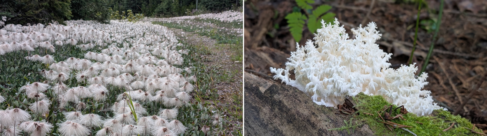 Bilder mit Wollgras und Ästigem Stachelbart Pilz