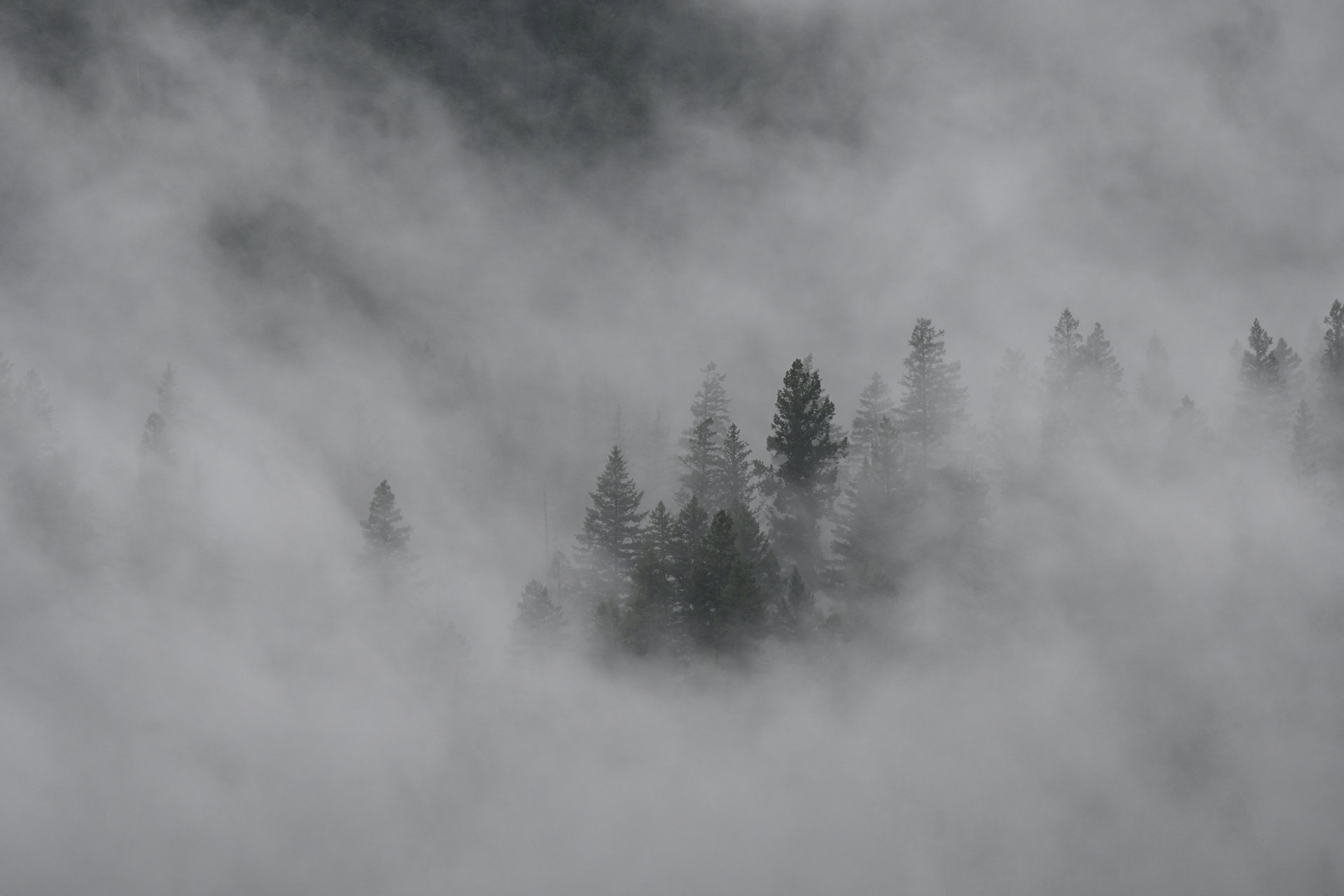Tannenbäume ragen zwischen Wolken an einem Berghang empor