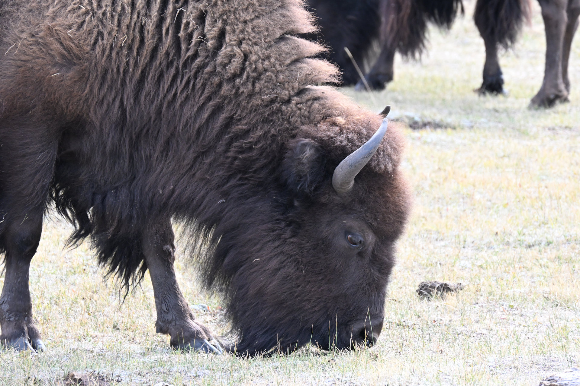 Kopf von einem Bison