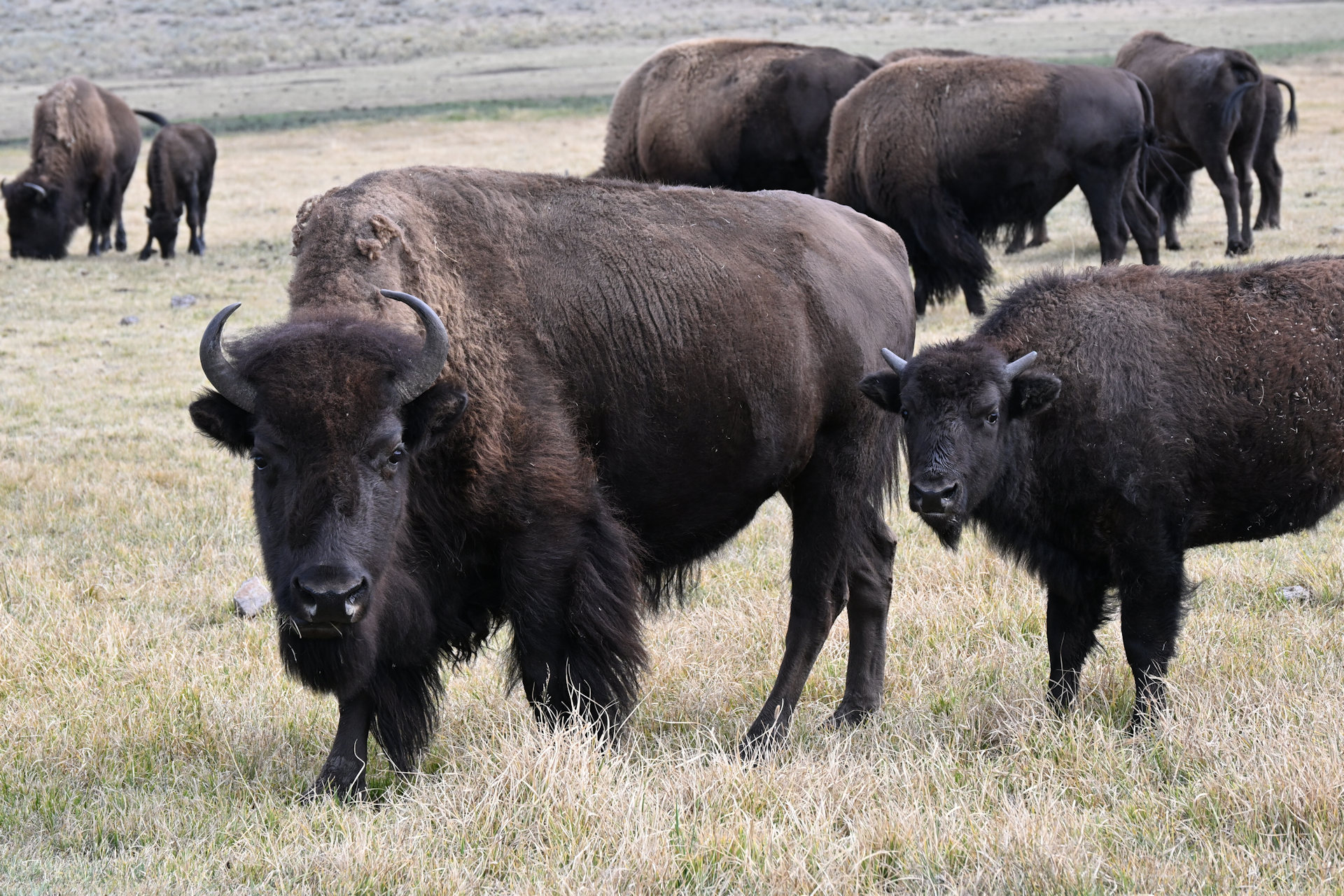 Herde Bisons im Yellowstone Nationalpark 