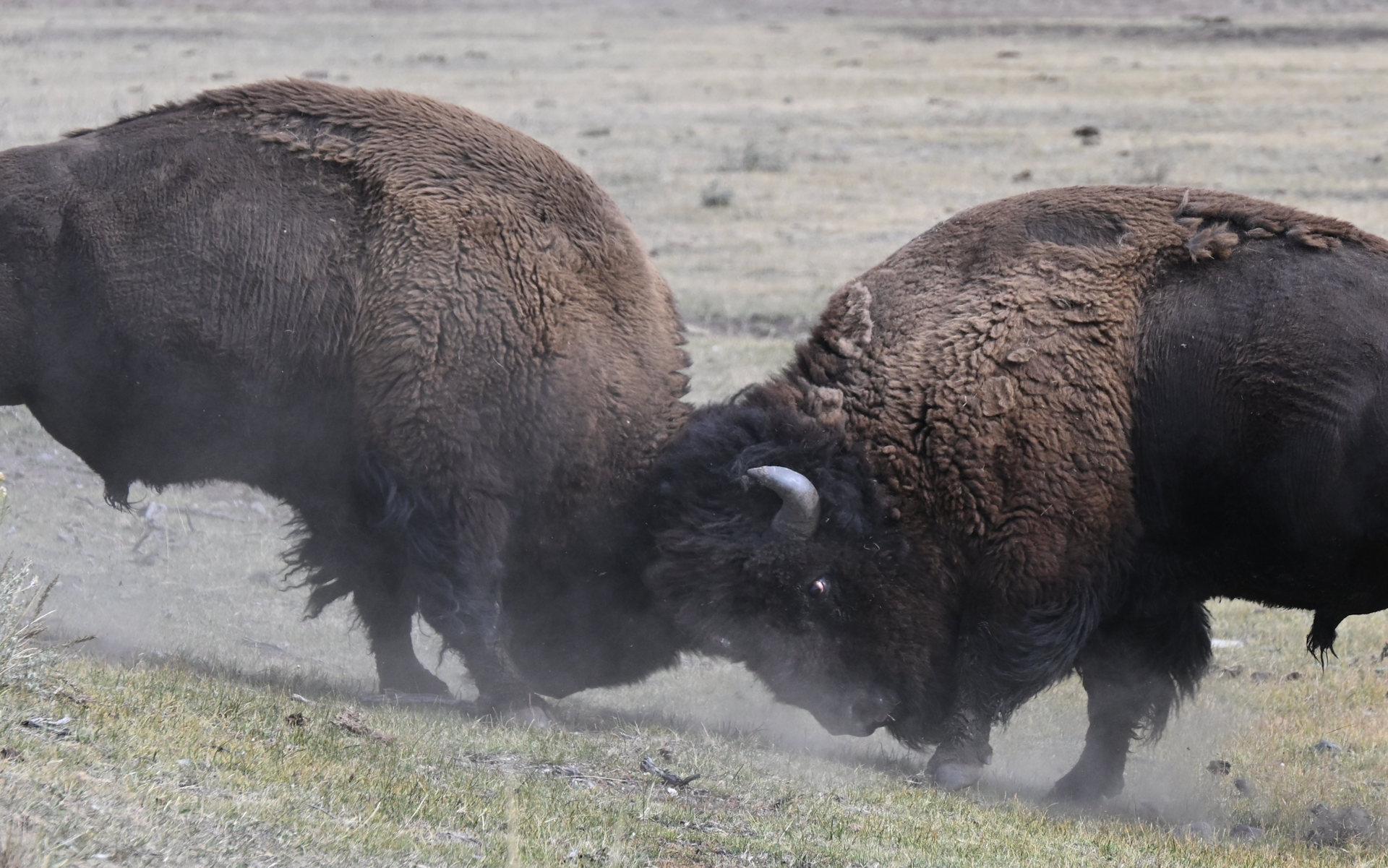 Zwei Bisons kämpfen im Yellowstone Nationalpark miteinander 