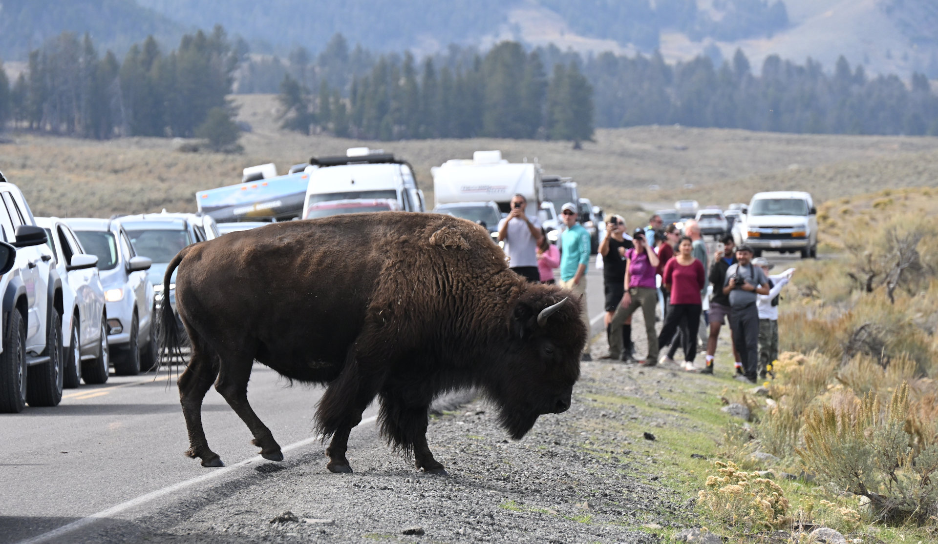 Bison vor mehreren Autos und Zuschauern 