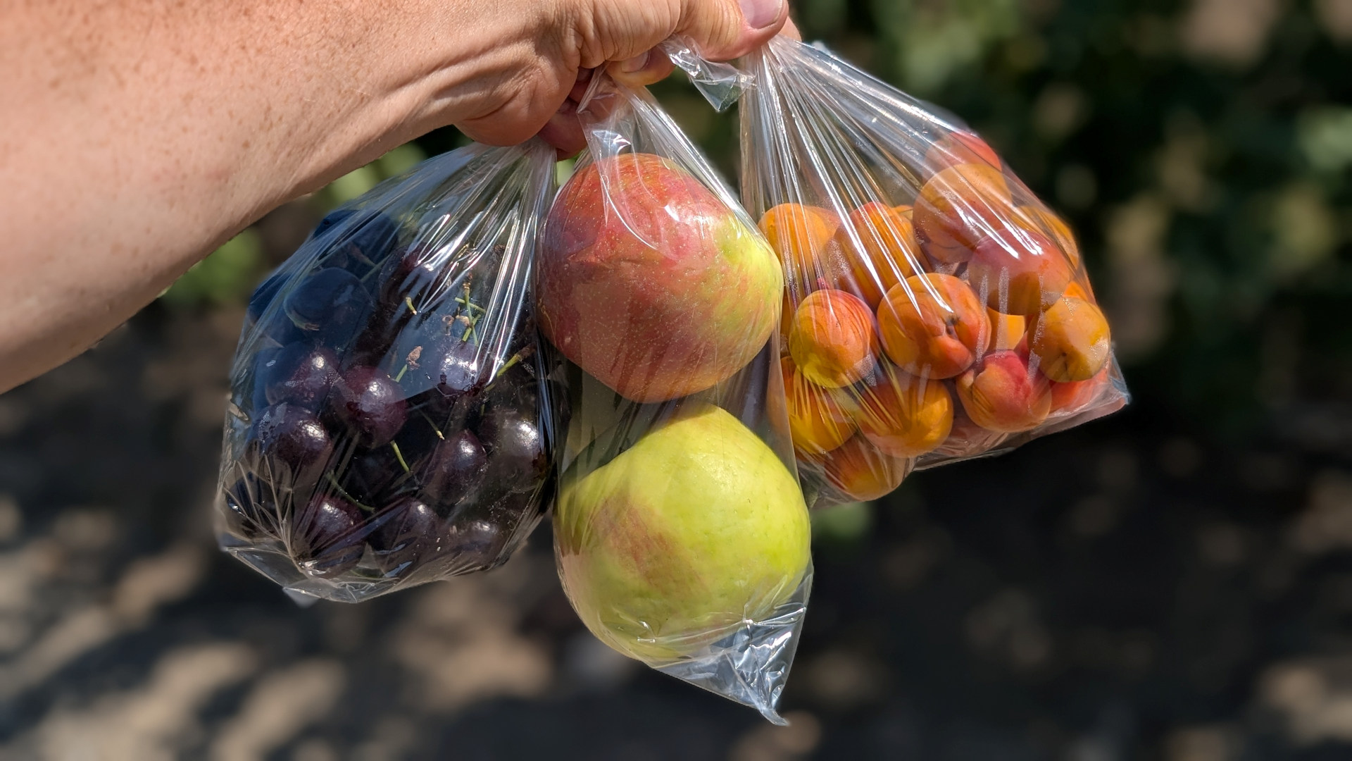 Reifes Obst: Kirschen, zwei Äpfel und Aprikosen 