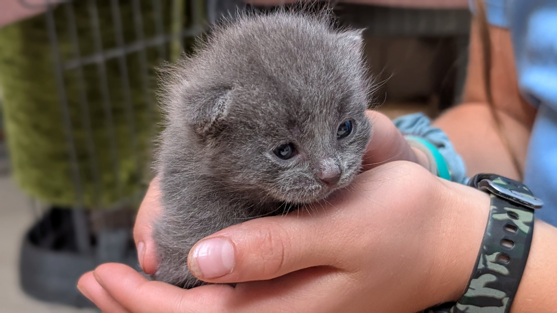 Junge vor kurzem geborene Katze auf der Hand von einem Mädchen