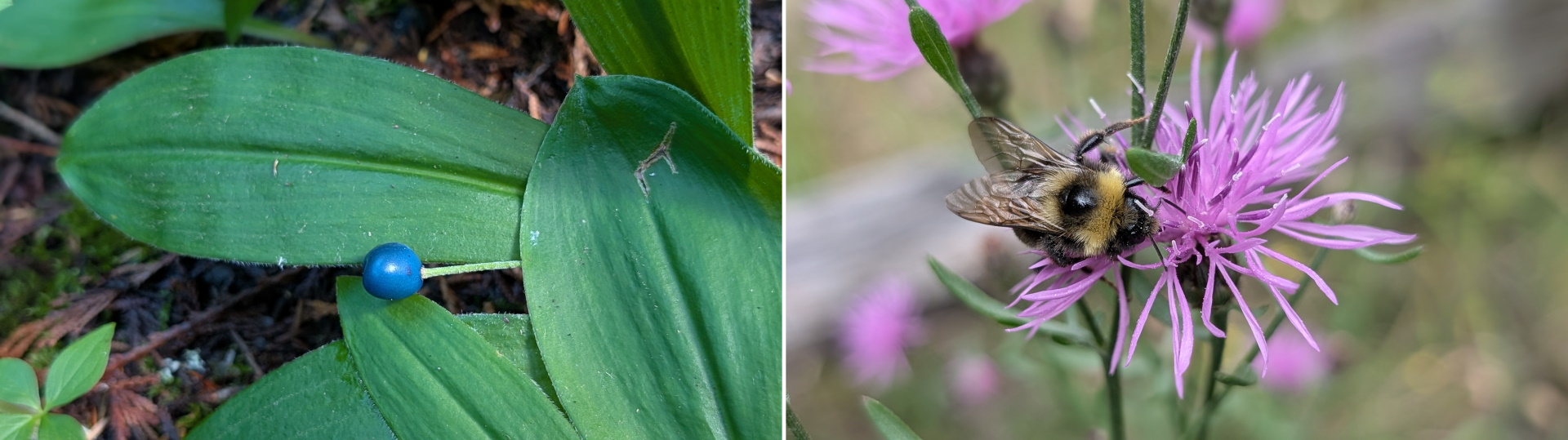 Blauer Clintonia uniflora Samen und eine Hummel 