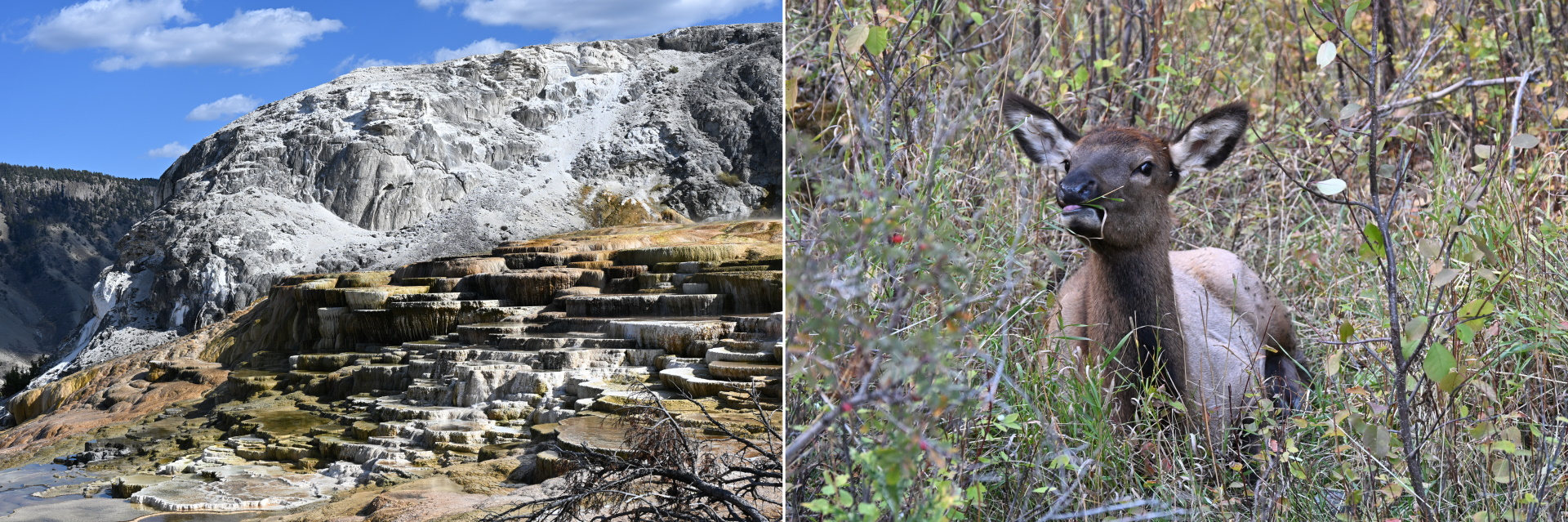Sinter Terrassen und Wapiti im Yellowstone Nationalpark 