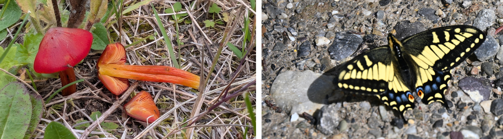 Roter Schwärzender Saftling Pilz und Schwalbenschwanz Schmetterling