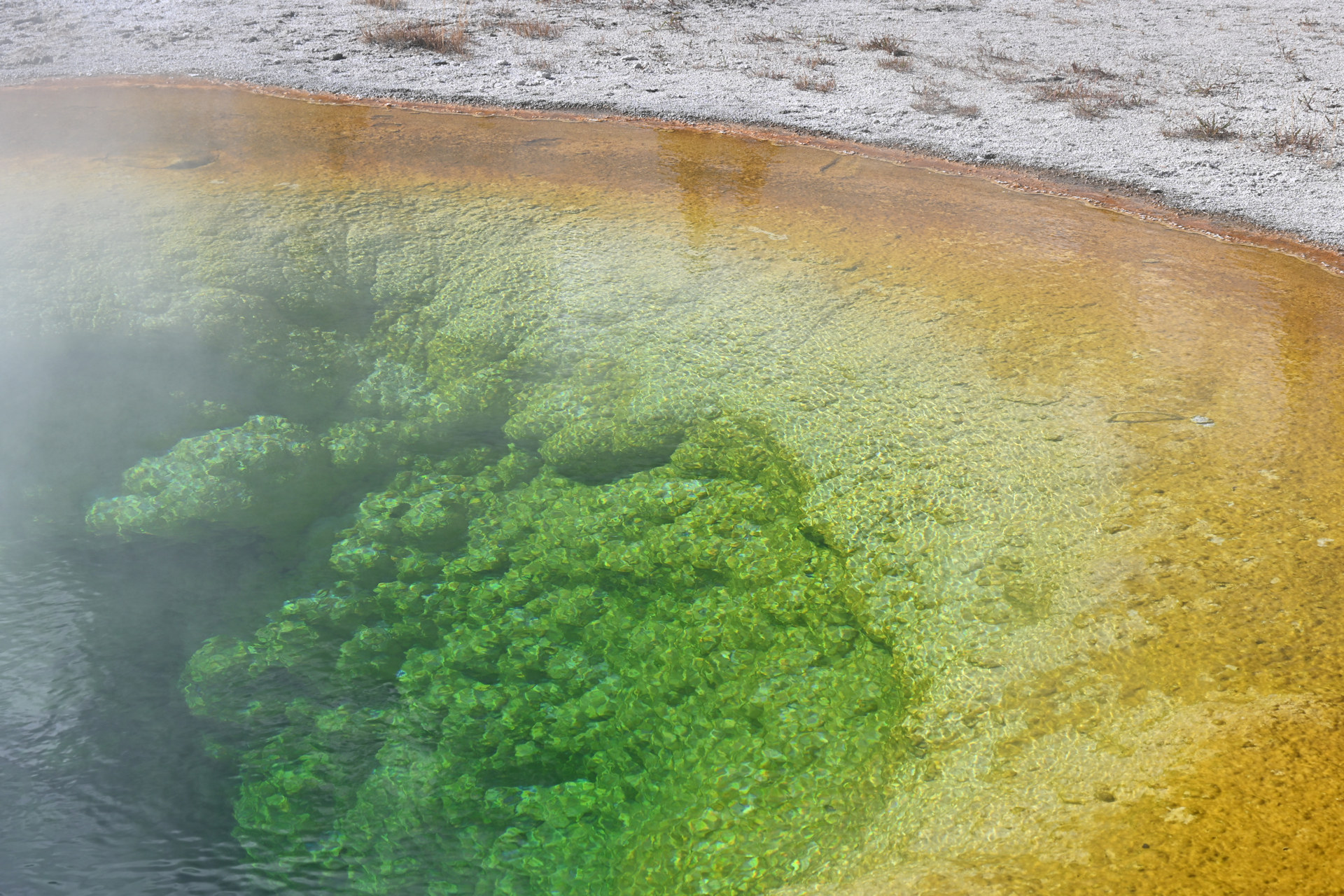 Detailaufnahme vom Morning Glory Pool mit magisch leuchtenden grün gelb braunem Rand 