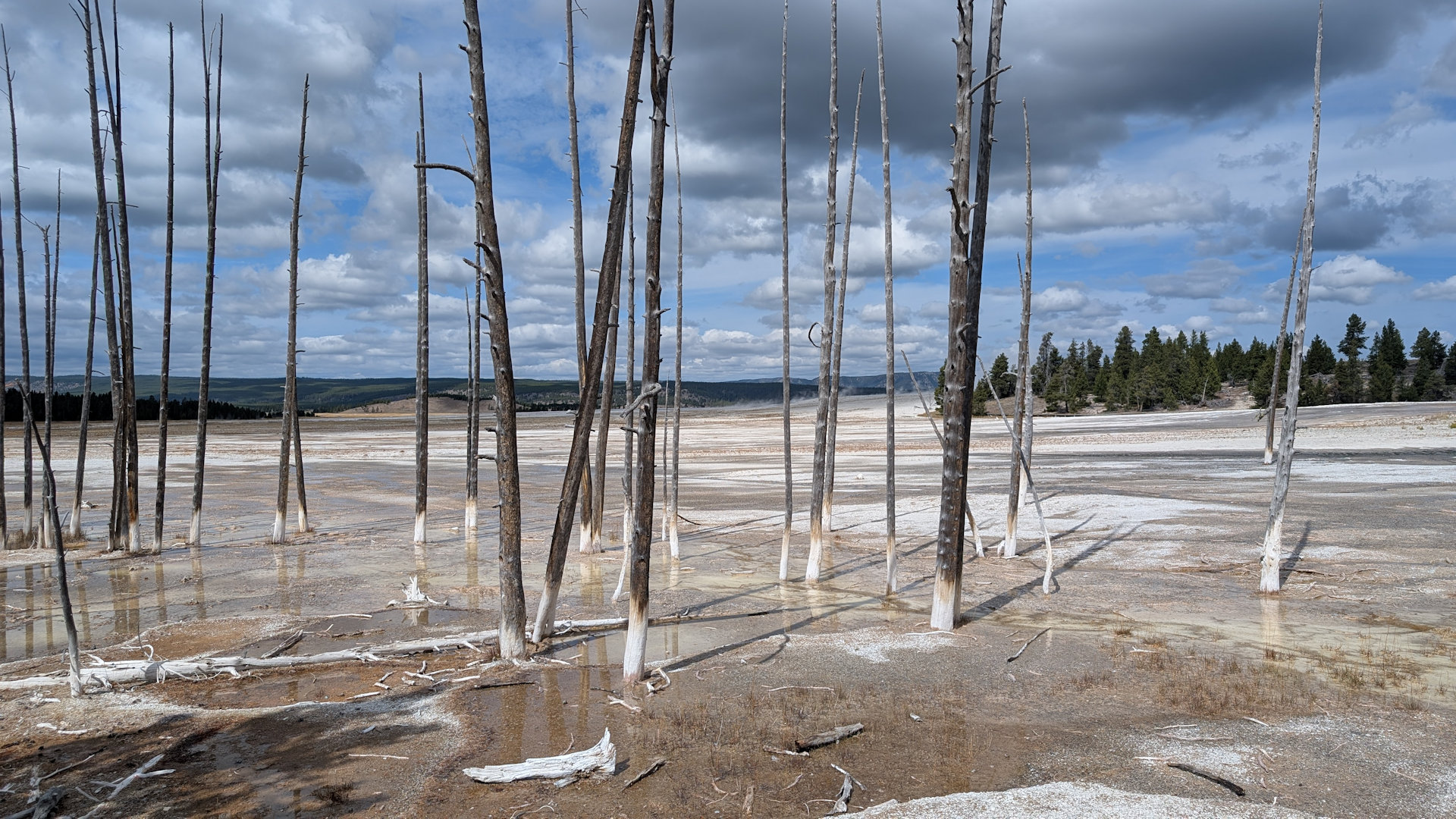 Tote Bäume mit weissen Stämmen im Fountain Paint Pot Bassin