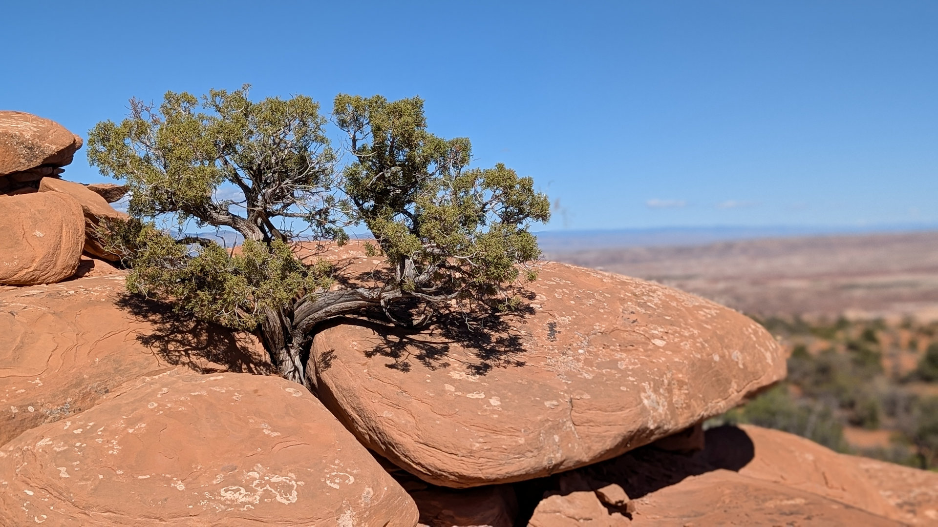 Knorriger Baum zwischen roten Felsen 