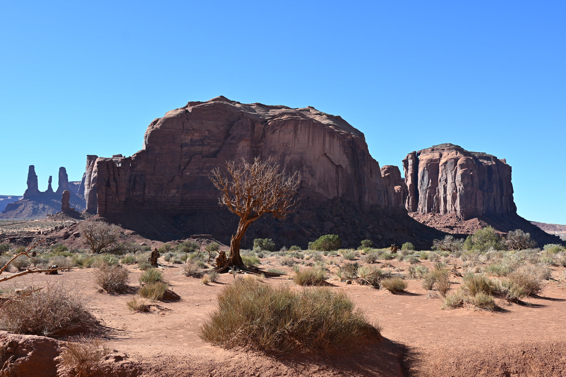 Ausgetrockneter Baum im Monument Valley