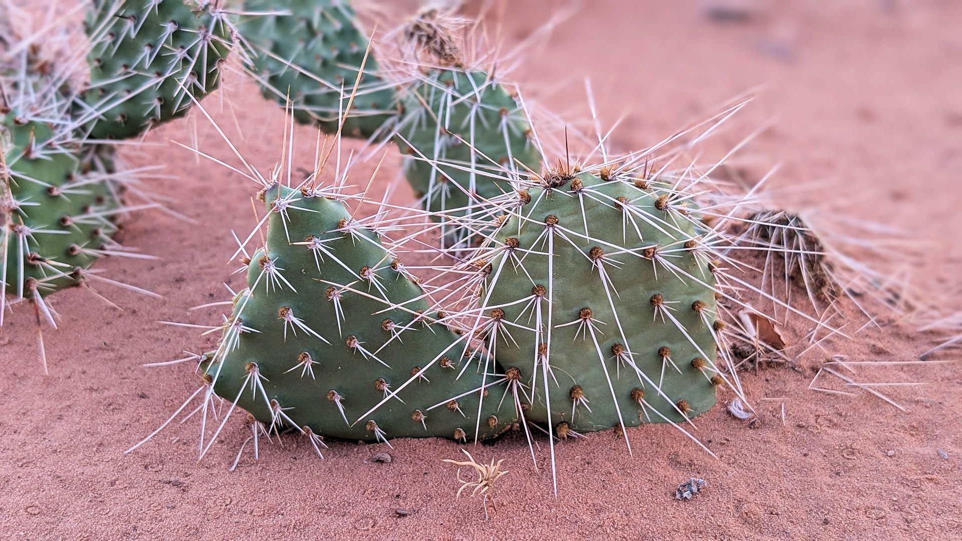 Stacheliger grüner Kaktus