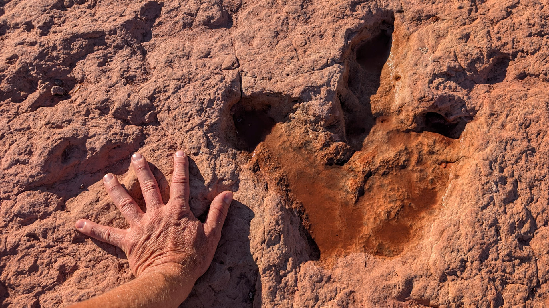 Menschliche Hand neben einem vergleichsweise grossen versteinerten Fussabdruck von einem Dinosaurier