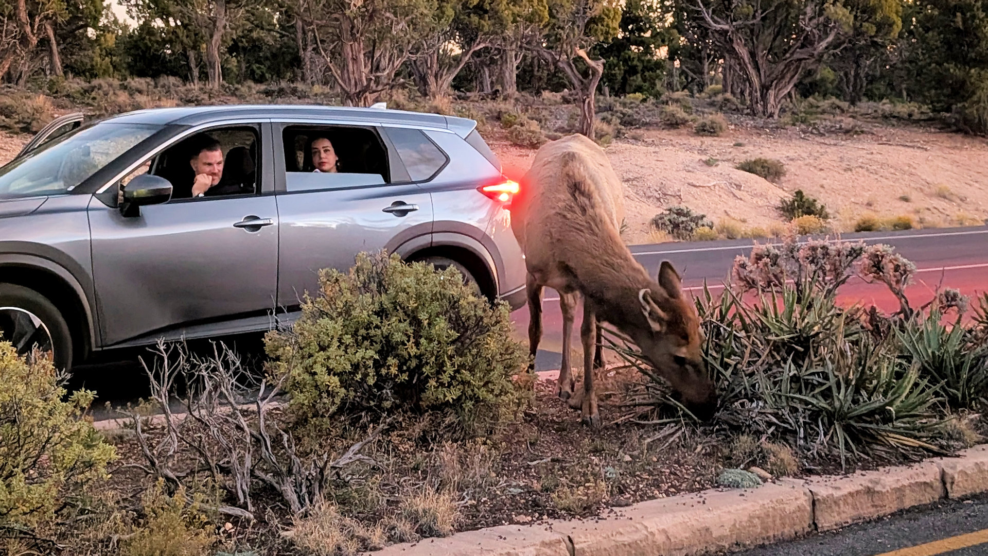 Wapiti grast friedlich neben einem Auto