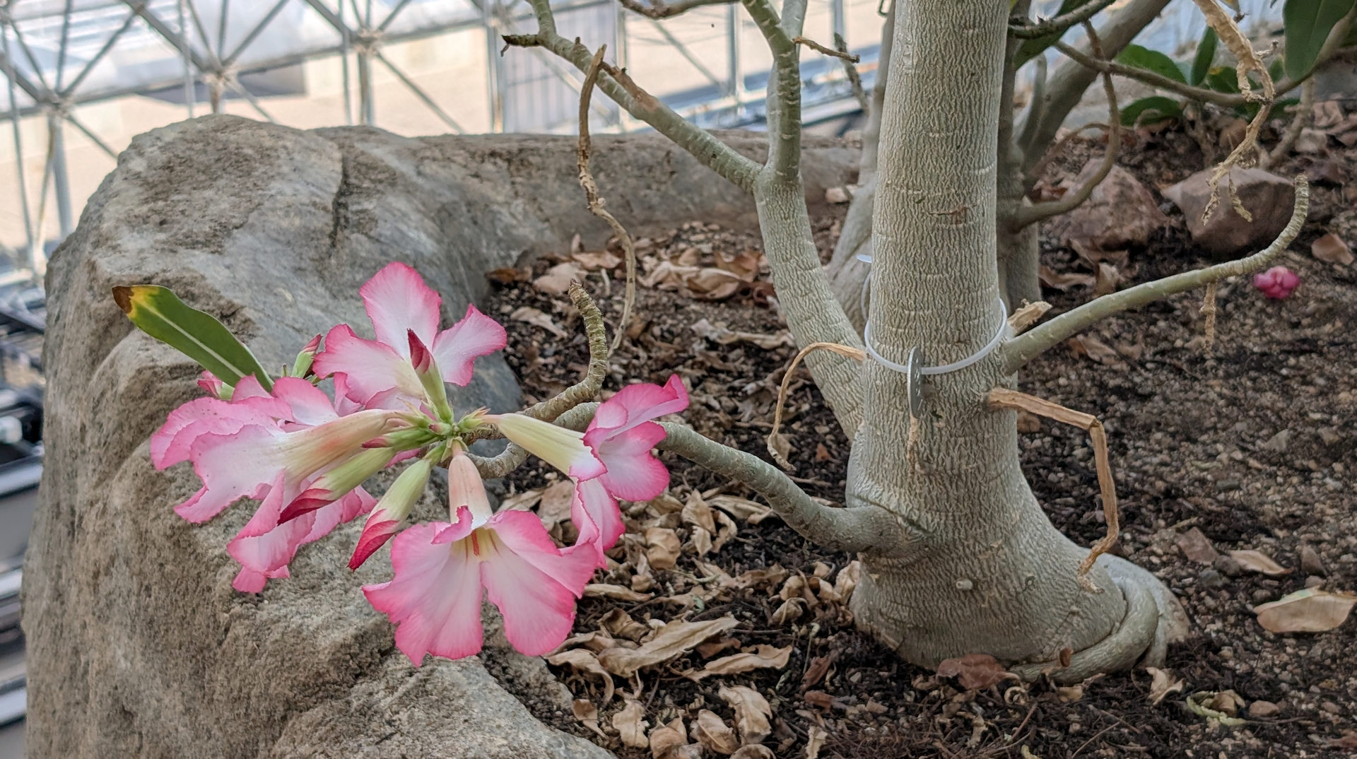 Wüstenrose mit pinken Blüten 