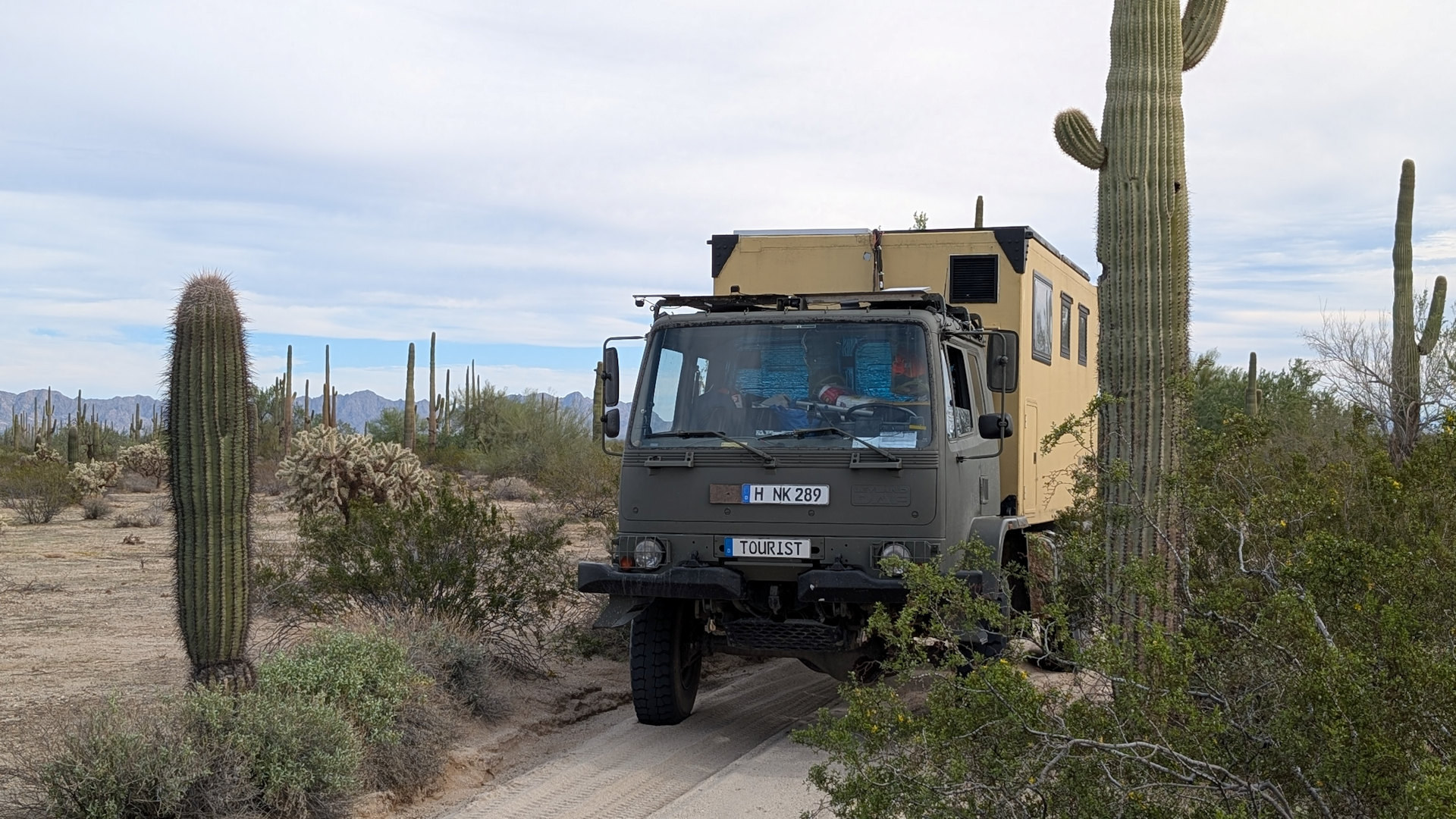 DAF T244 LKW zwischen Kakteen auf dem Devils Highway in der Sonora Wüste Arizona 