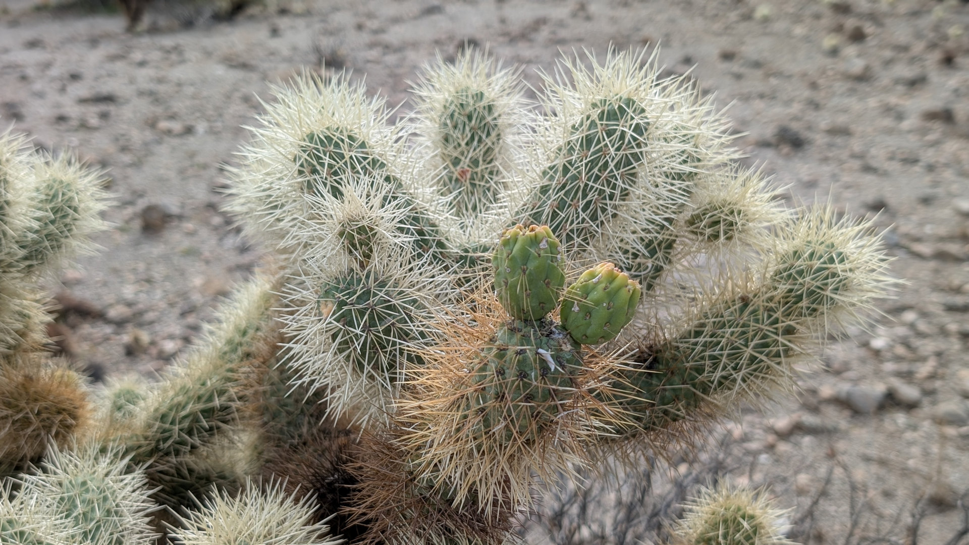 Stacheliger Teddybear Cholla Kaktus in der Sonora Wüste 