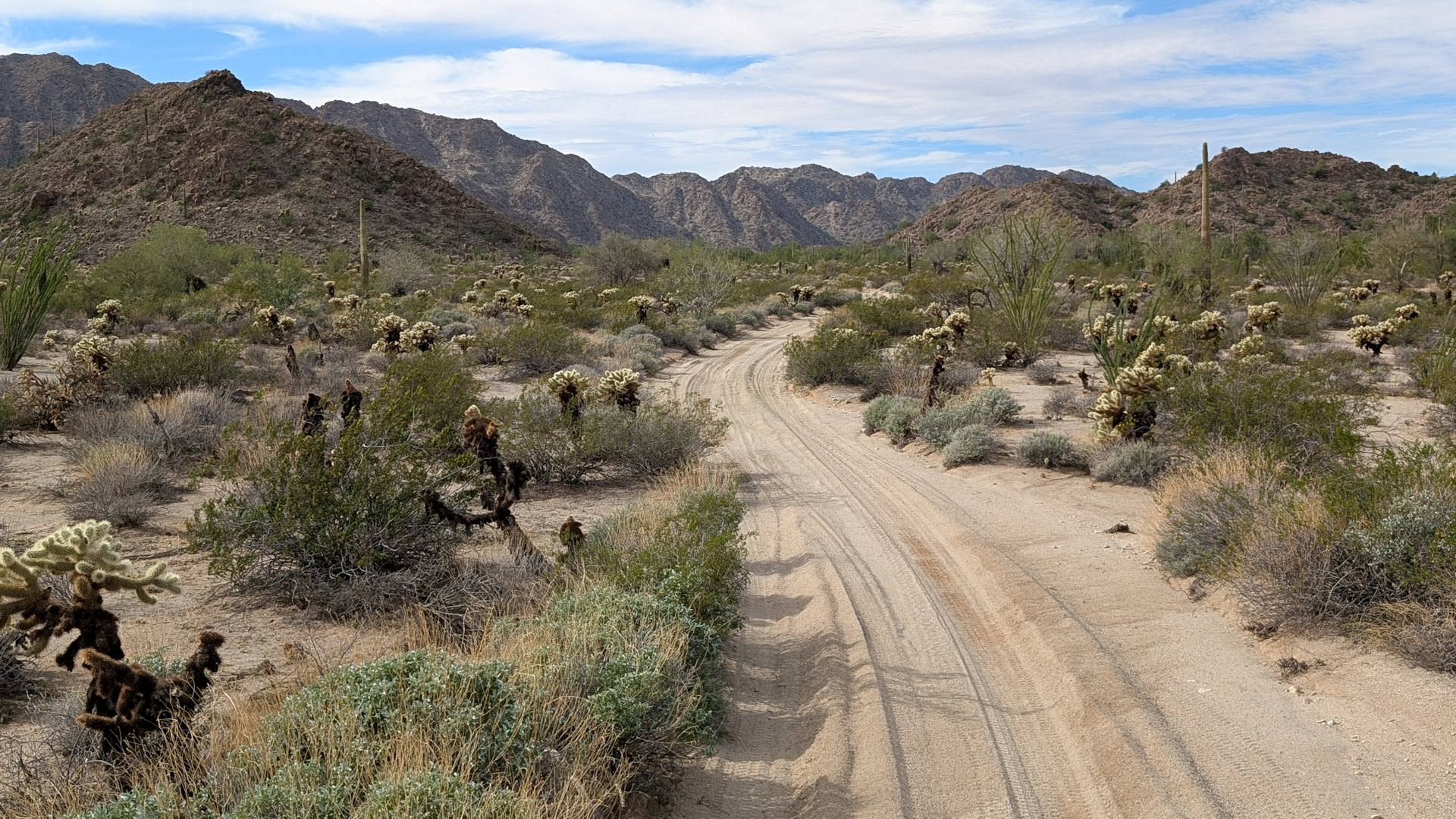 Devils Highway Sandpiste in der Sonora Wüste mit vielen Kakteen