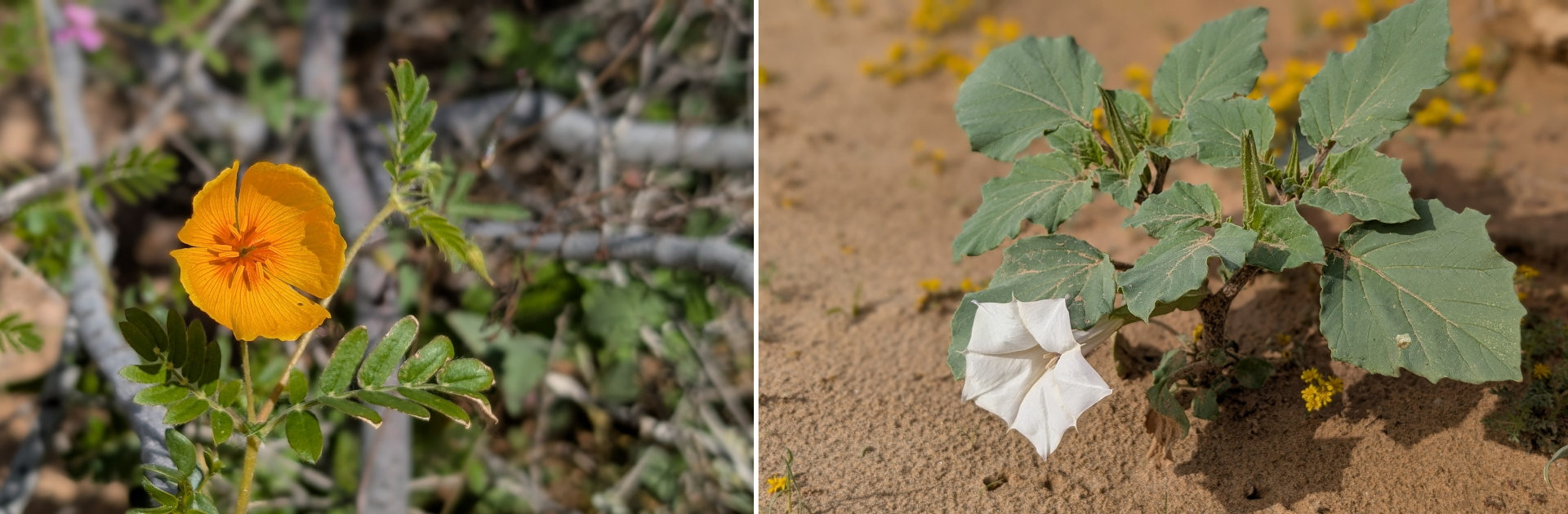 Arizona-Mohnblume und grossblühender Stechapfel