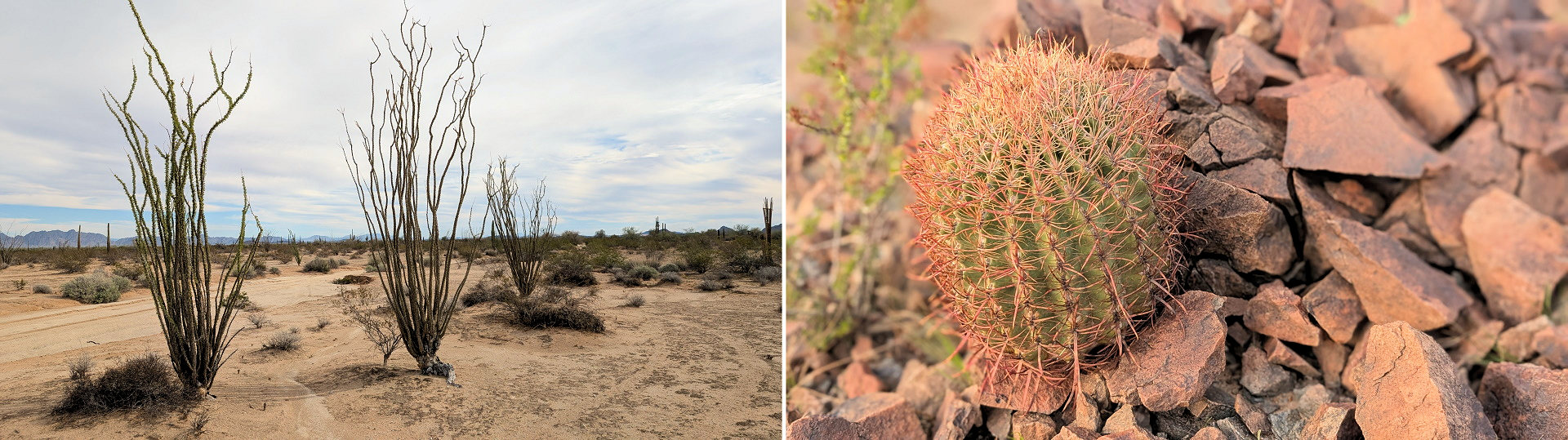 Zwei Bilder mit Kakteen in der Sonara Wüste 