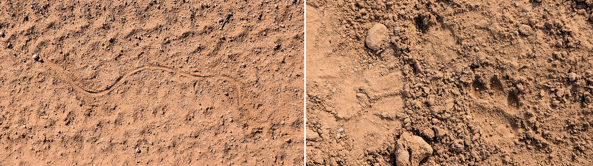 Spuren von einer Schlange und einer Katze im Sand 