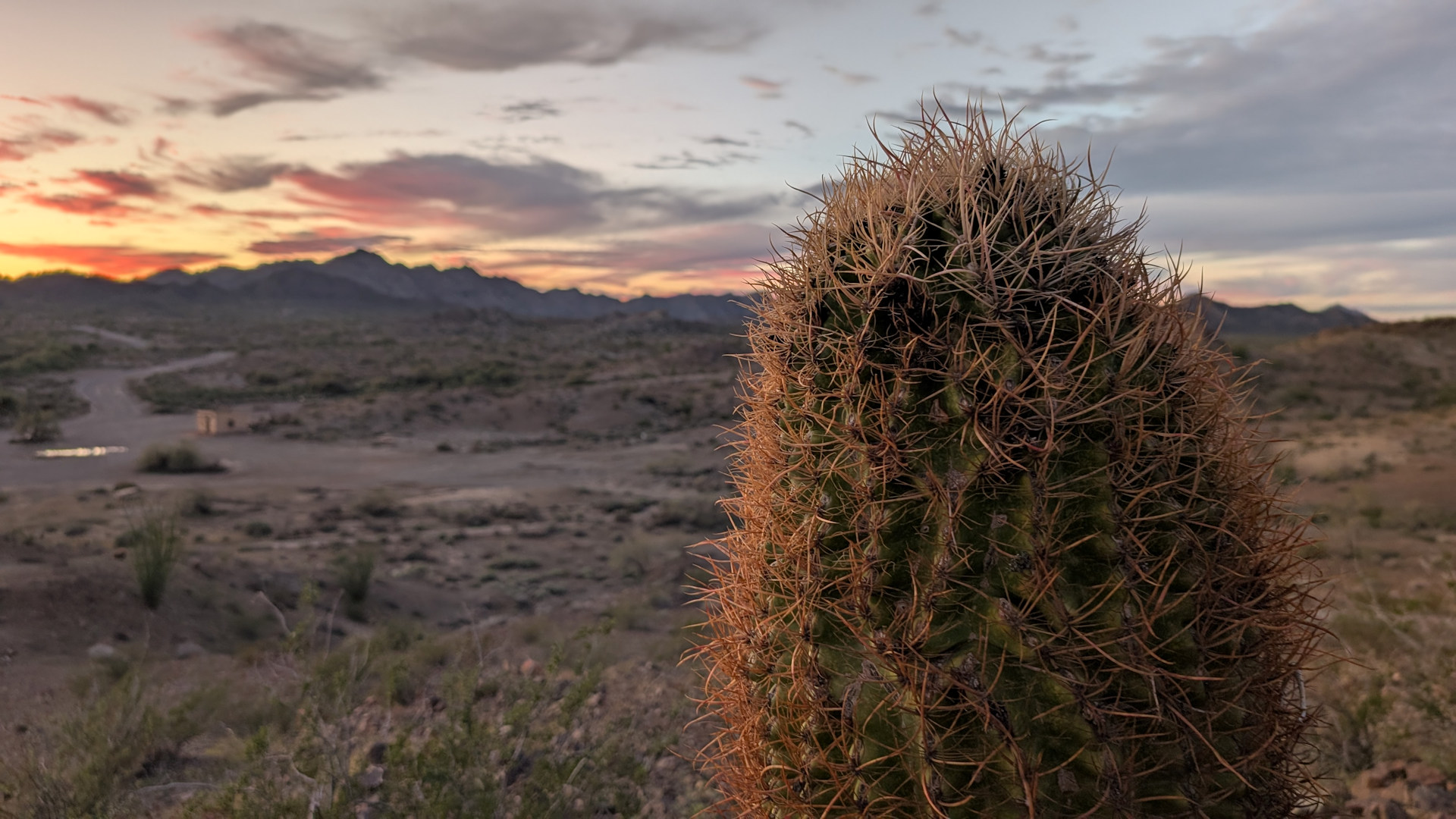 Barrel Cactus in der Sonora Wüste 