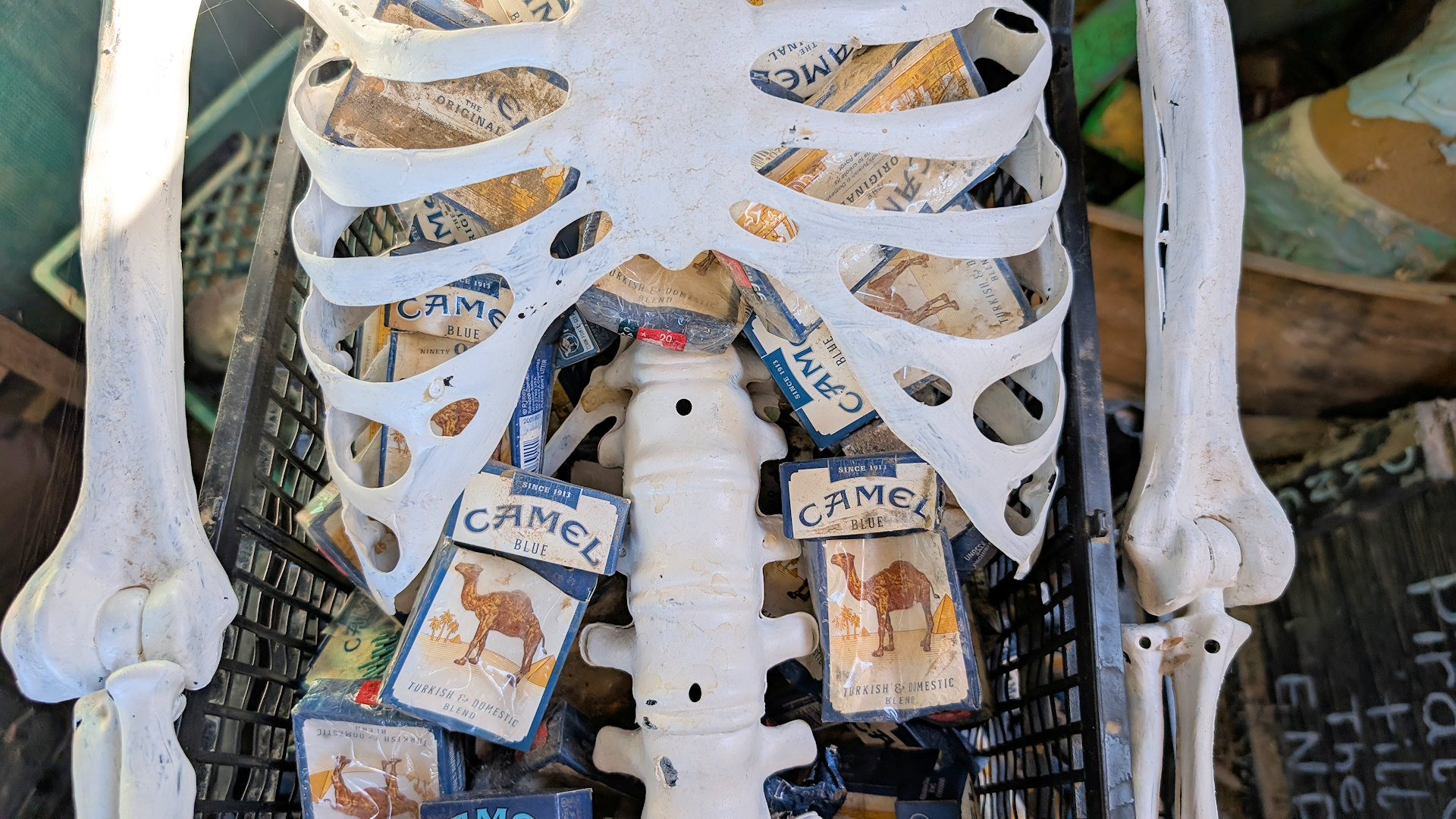 Menschliches Skelett mit Camel Zigaretten Schachteln