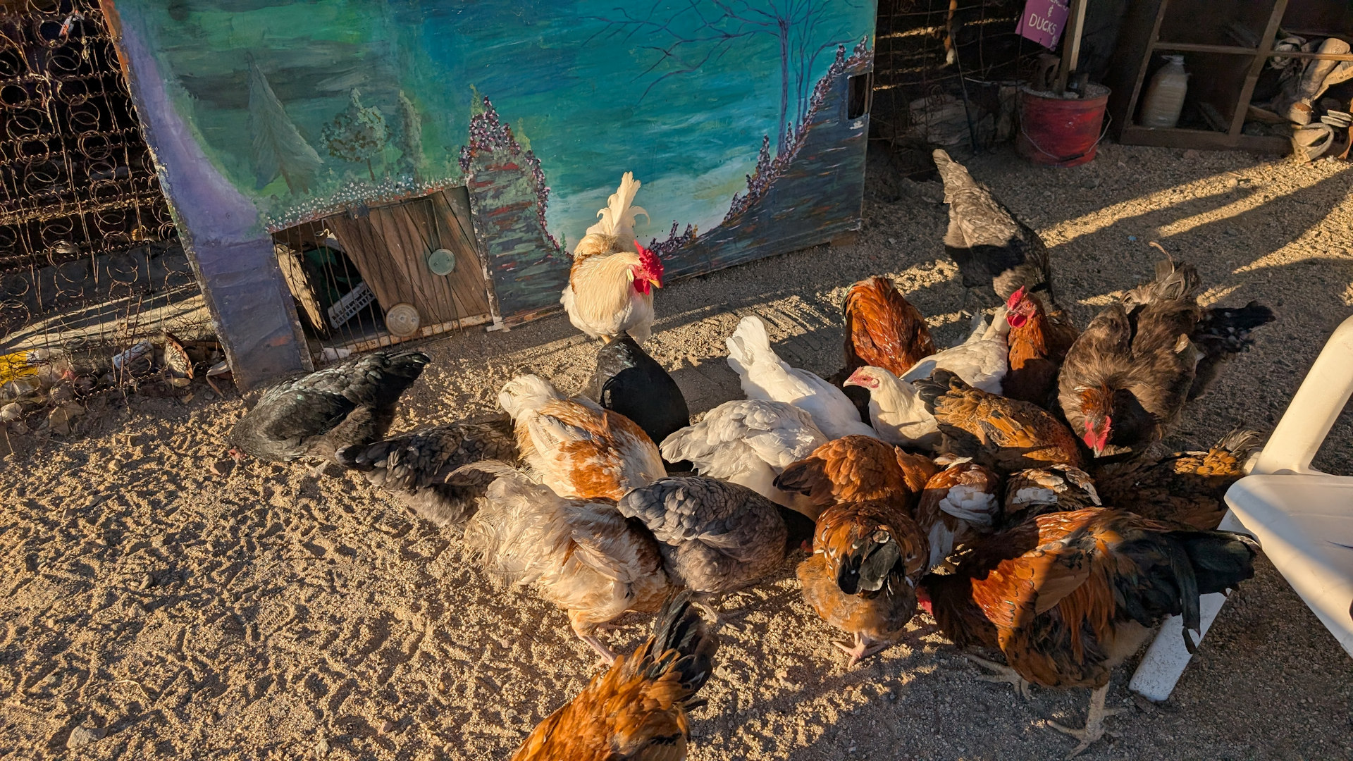 Eine Schar bunter Hühner pickt Körner auf