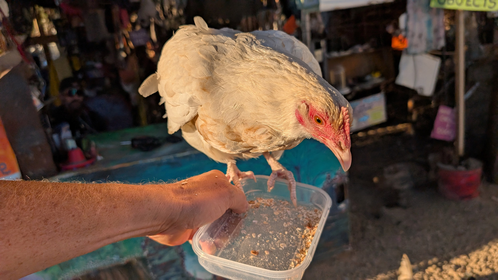 Weisses Huhn mit rotem Kamm