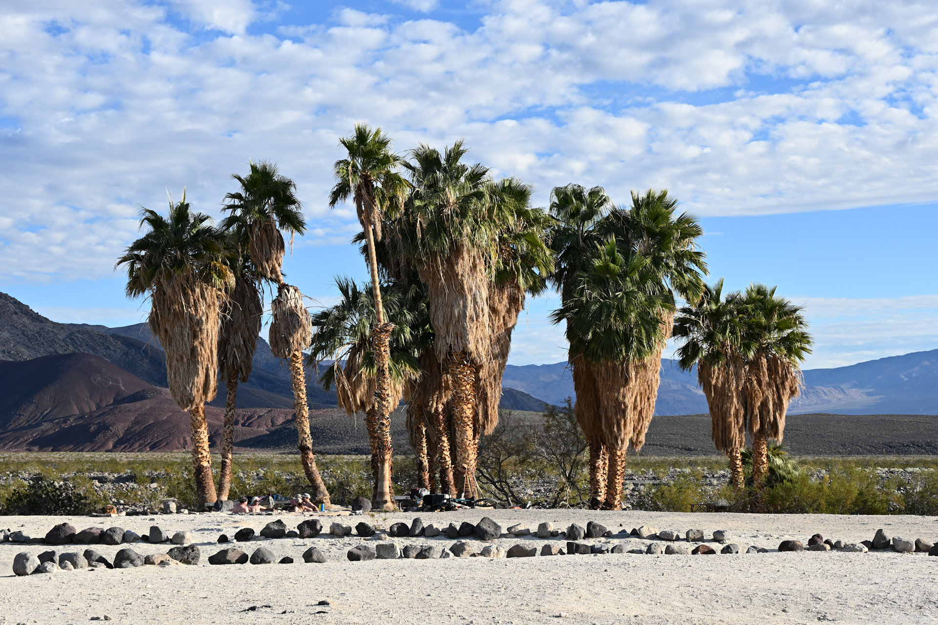 Palmenoase Saline Warm Springs im Death Valley
