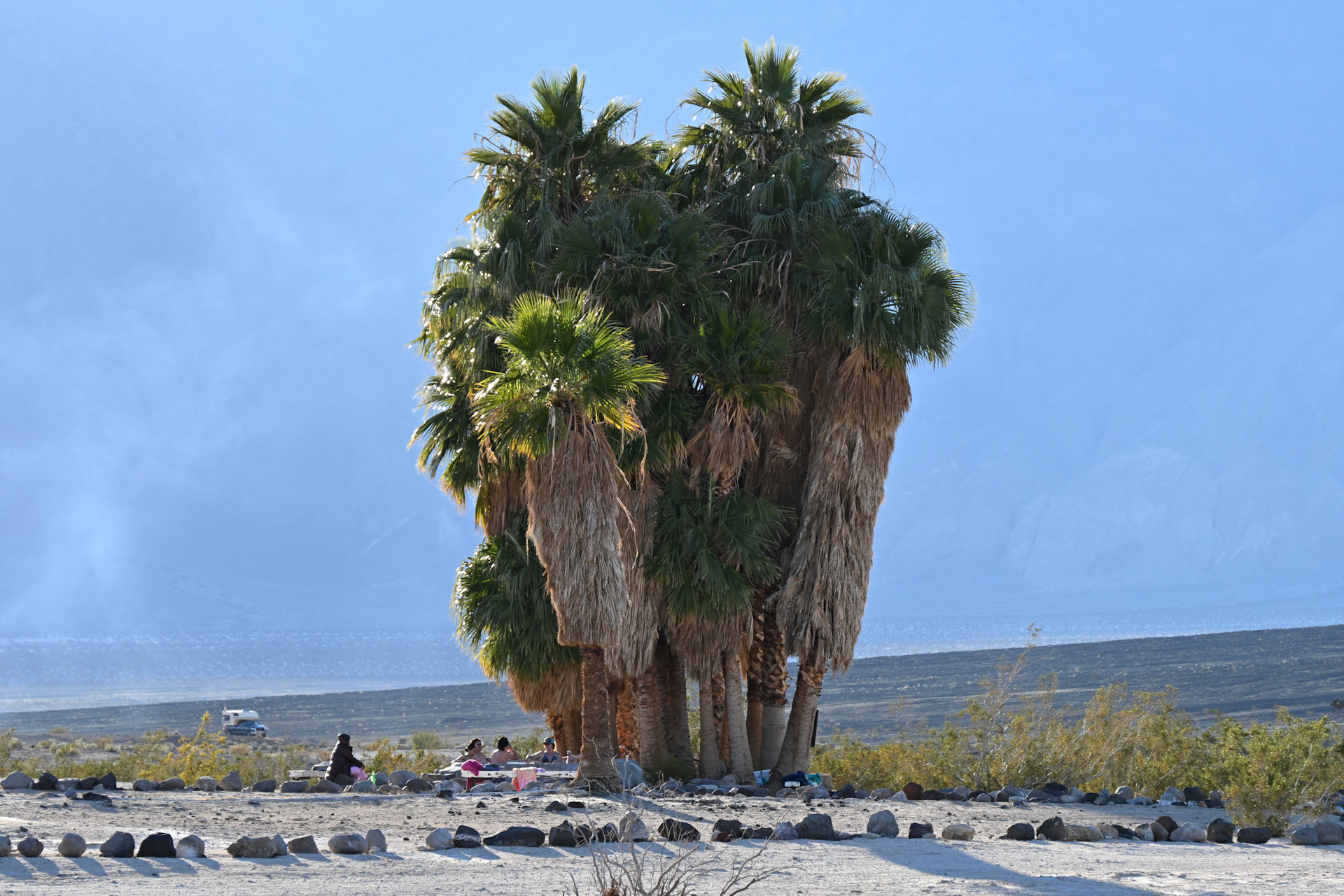 Palmen der Saline Warm Springs im Death Valley