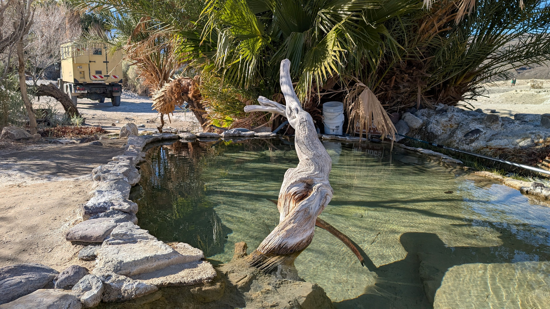 Kaltes Wasser becken in der Palmenoase Saline Warm Springs im Death Valley USA