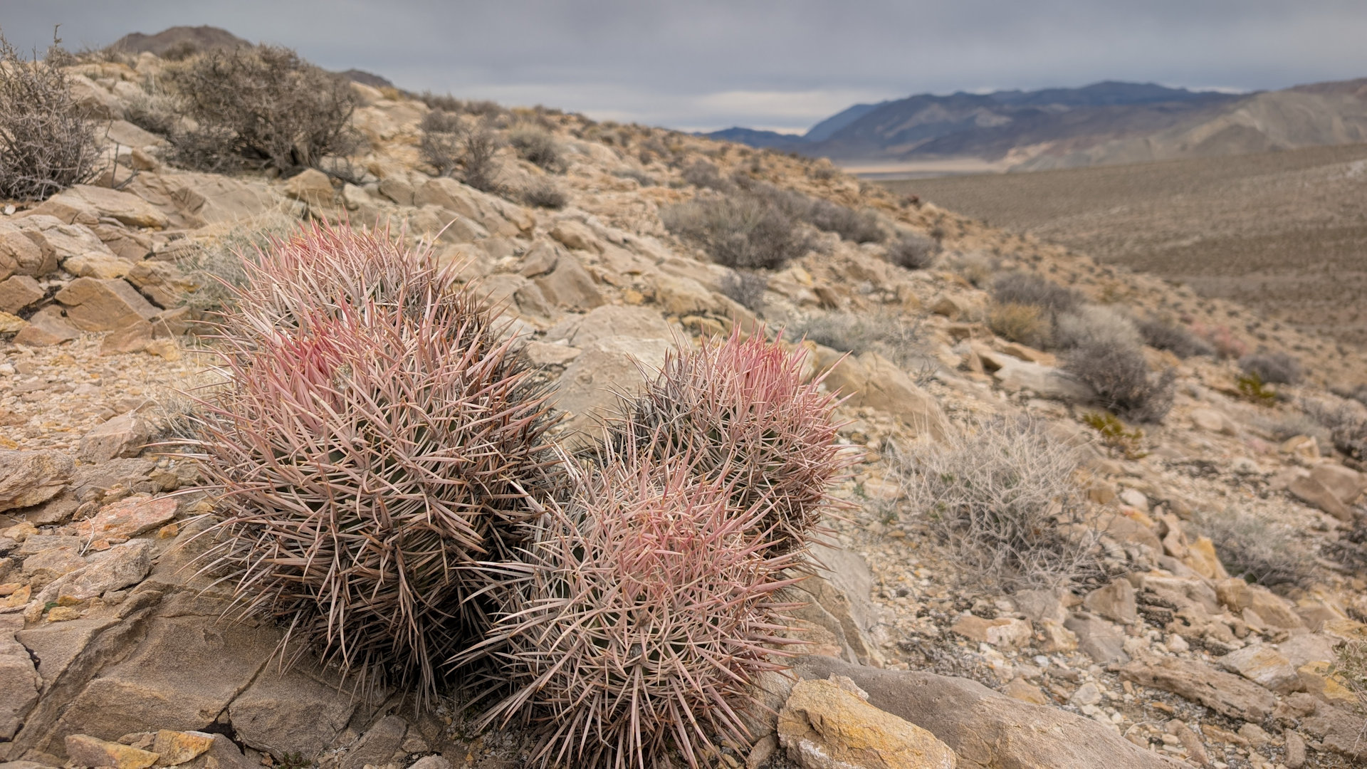 Stacheliger Kaktus im Death Valley