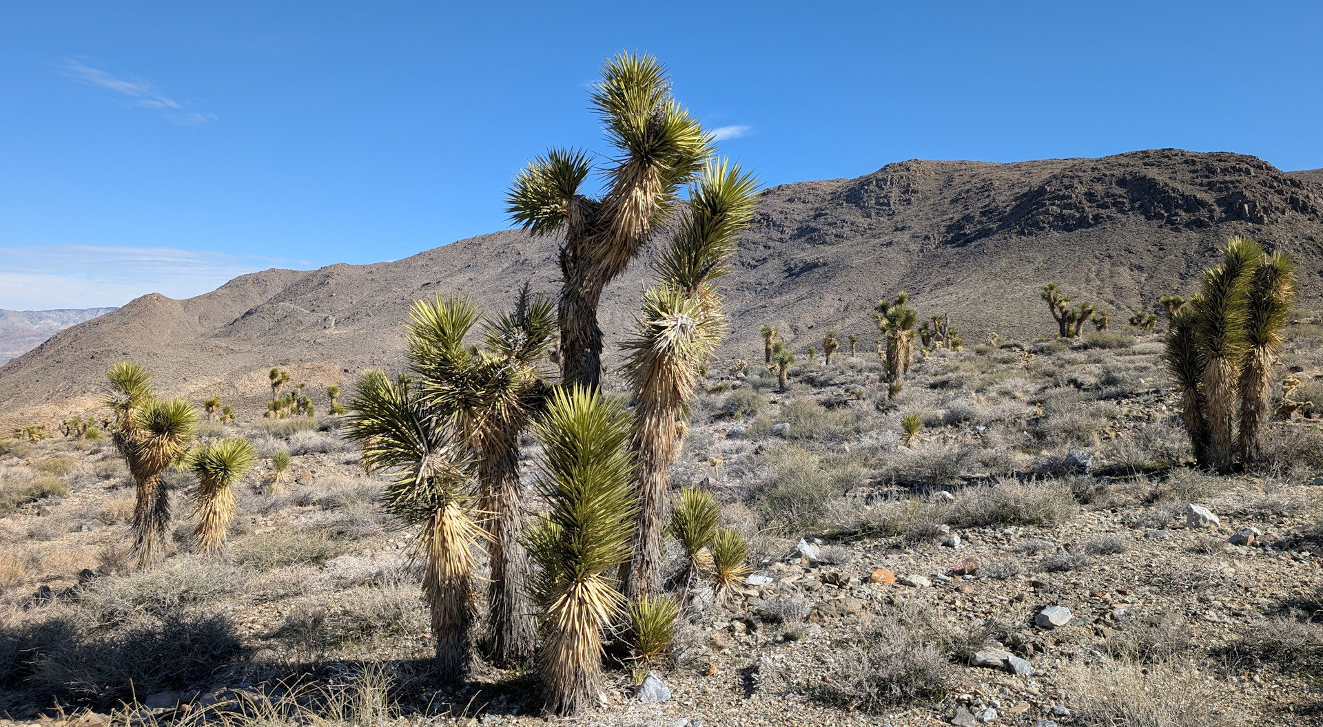 Yoshua Trees im Death Valley