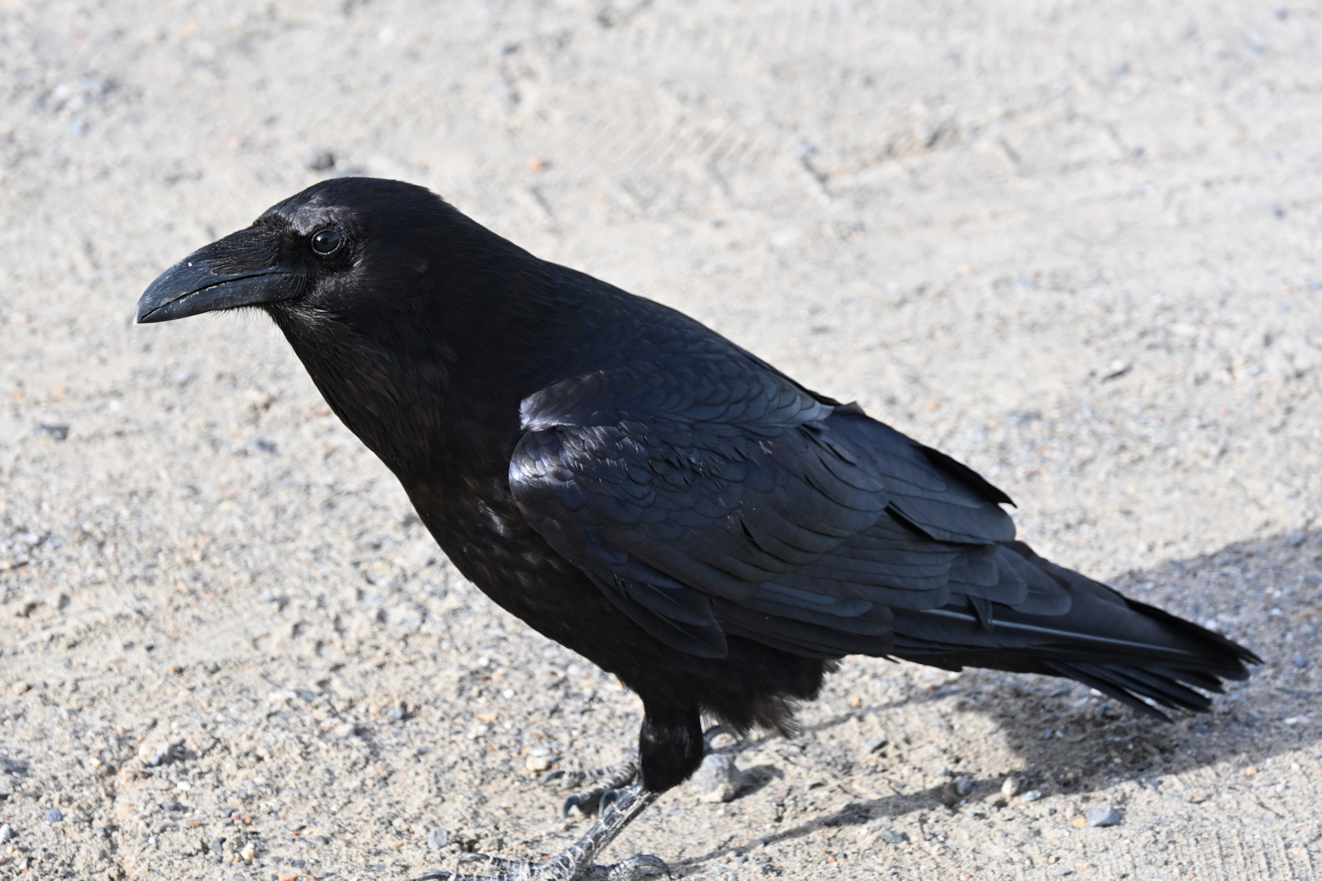 Schwarzer amerikanischer Rabe